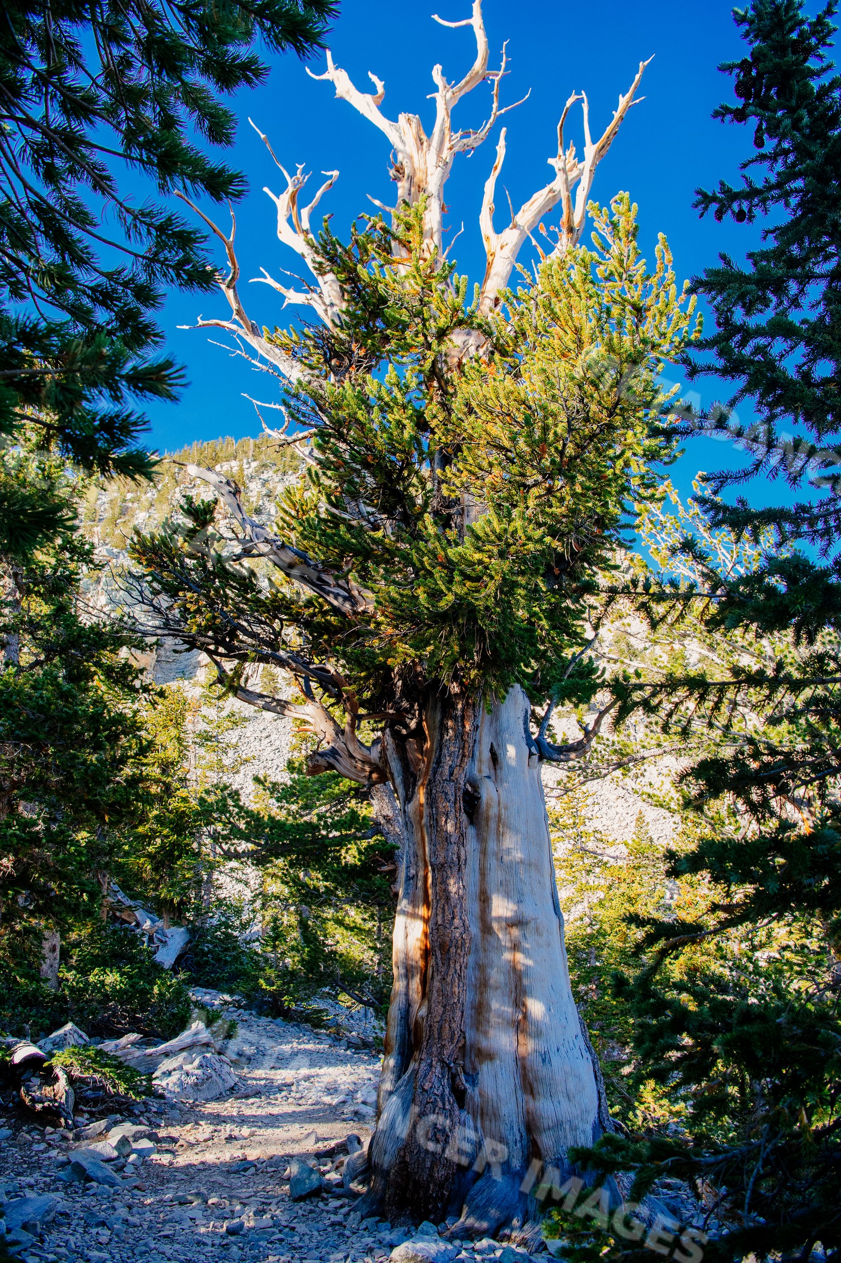 Bristlecone pine tree in rocky forested mountain landscape