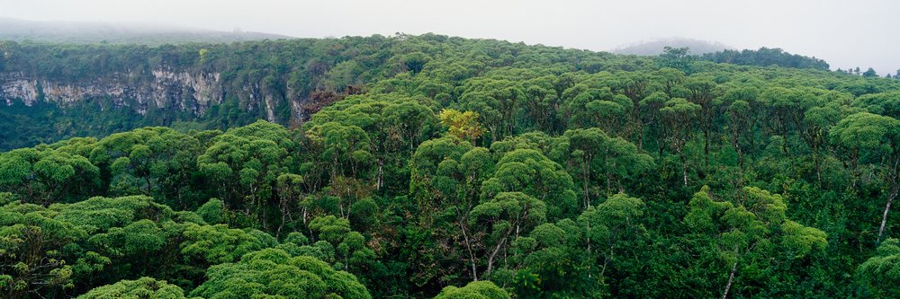 Lush forest and sinkholes on isla santa cruz galapagos islands ecuador