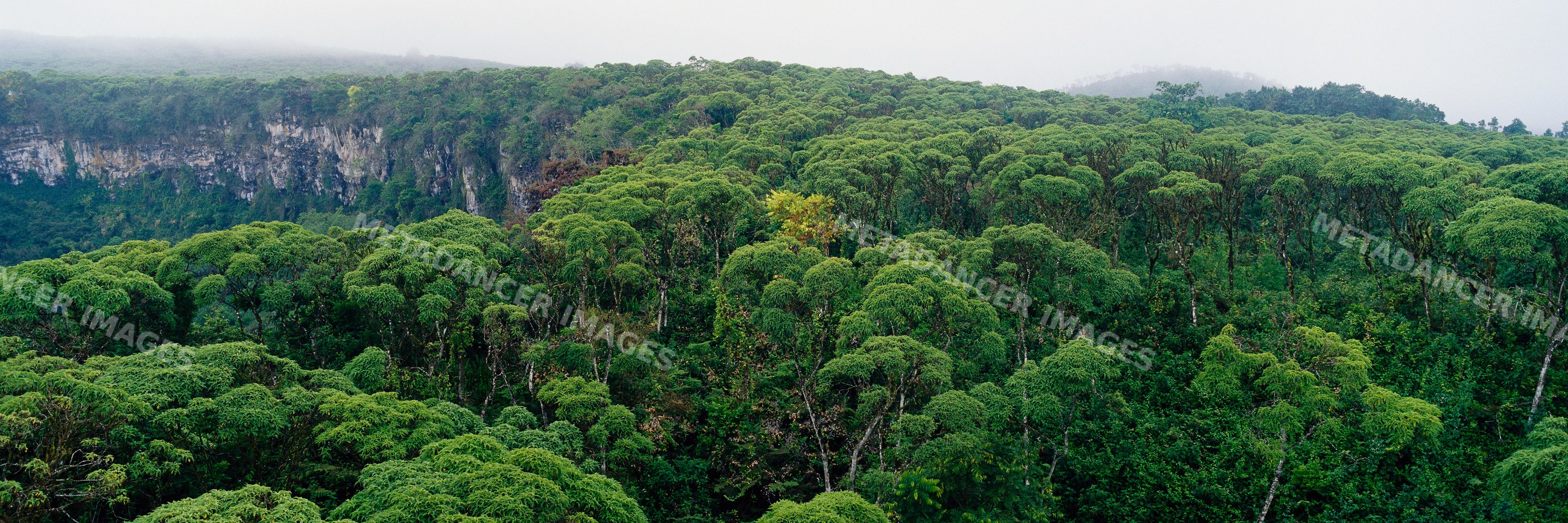 Lush forest and sinkholes on isla santa cruz galapagos islands ecuador