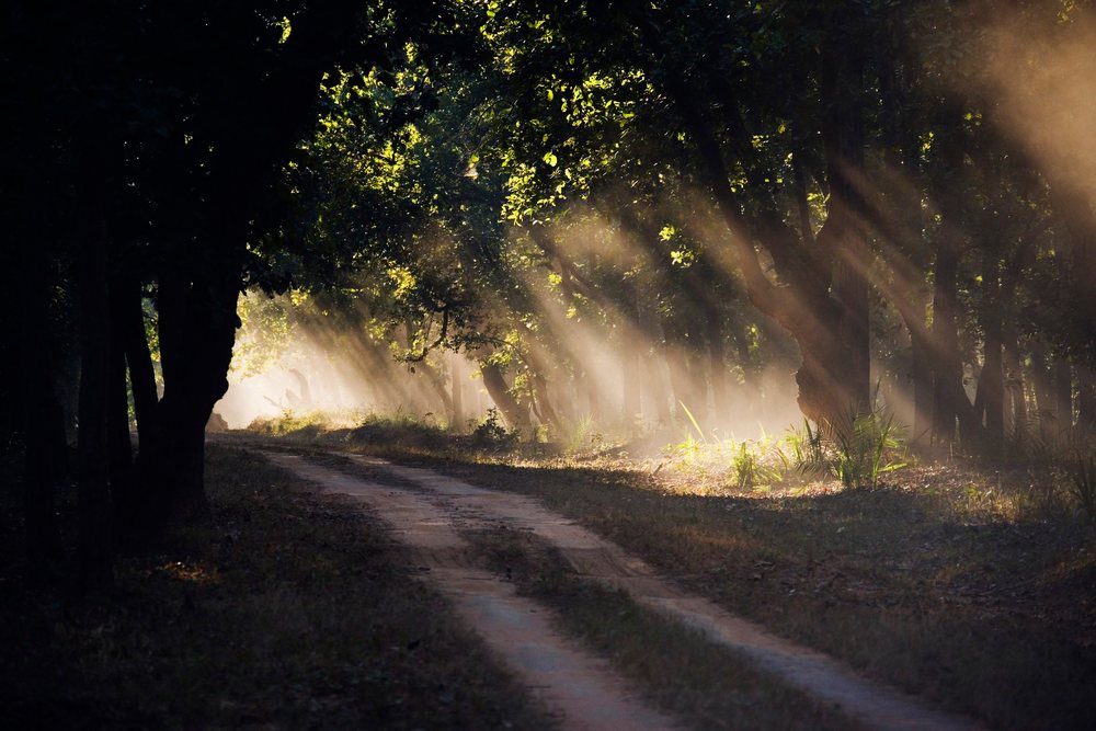 Forest path with sunlight filtering through trees