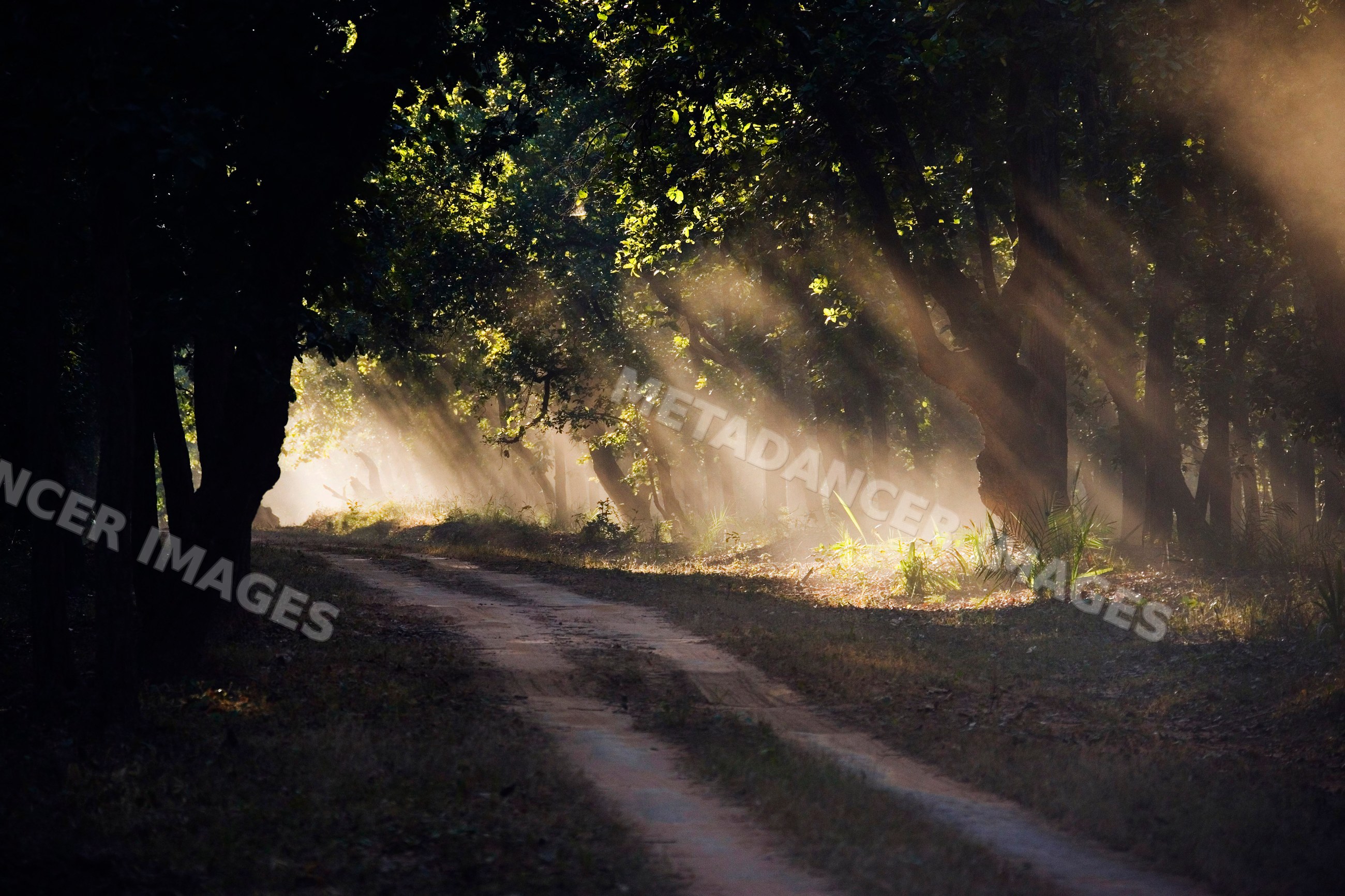 Forest path with sunlight filtering through trees