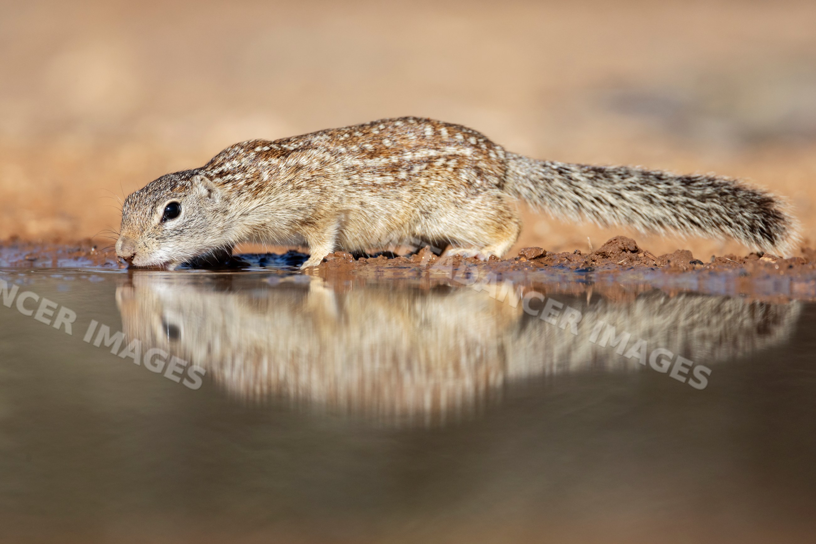 Mexican ground squirrel drinking