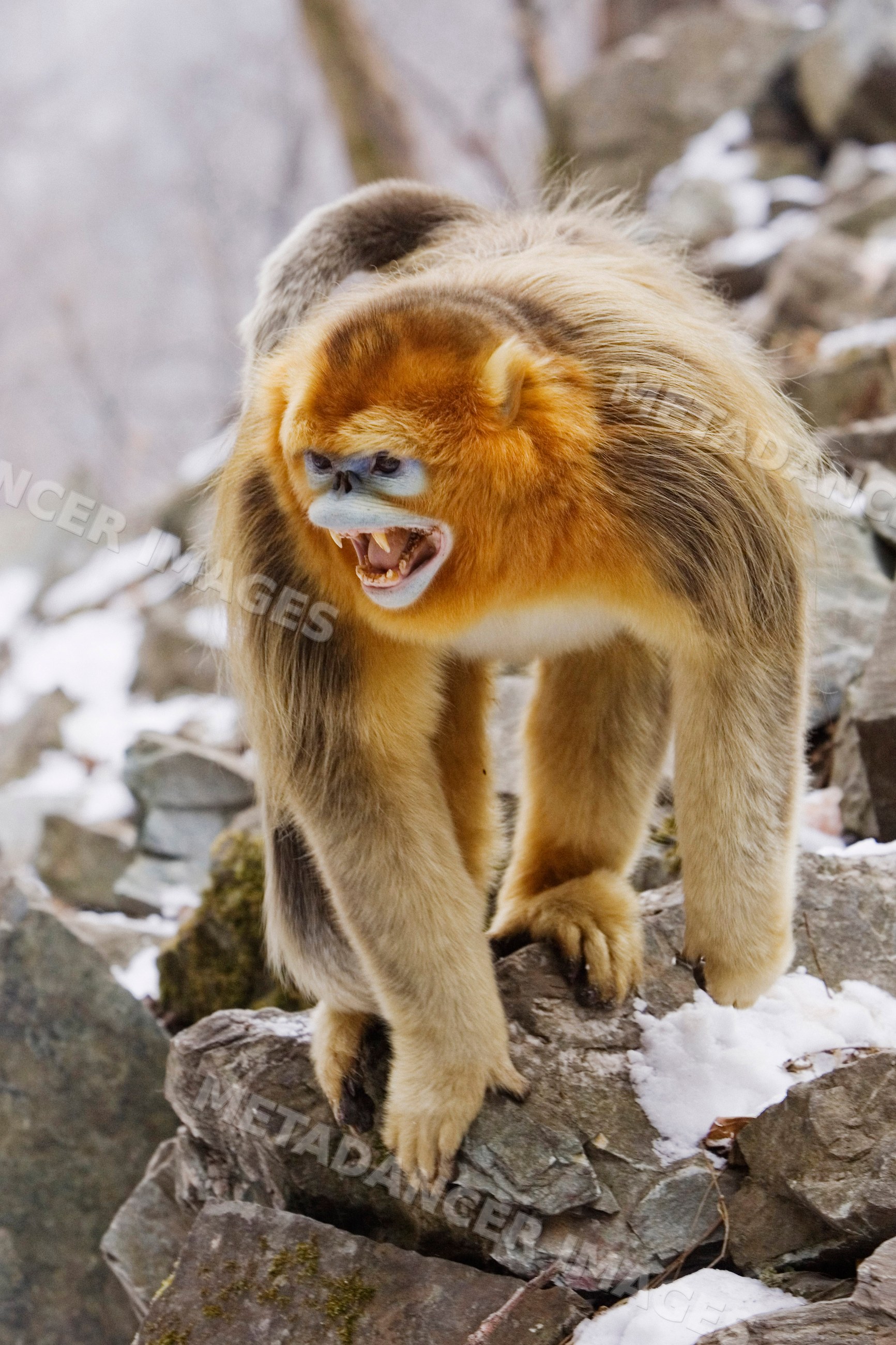 Golden monkey in threatening pose on rocky terrain, shaanxi province