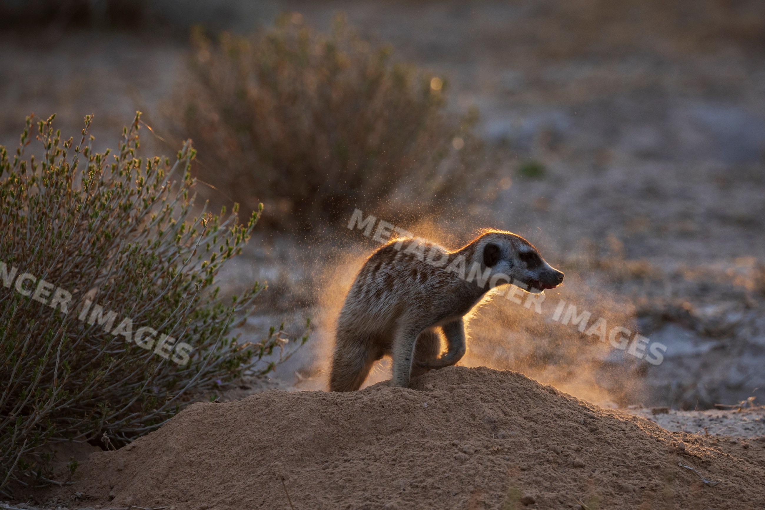 Meerkat shaking off dust on sand mound in Kalahari Desert South Africa