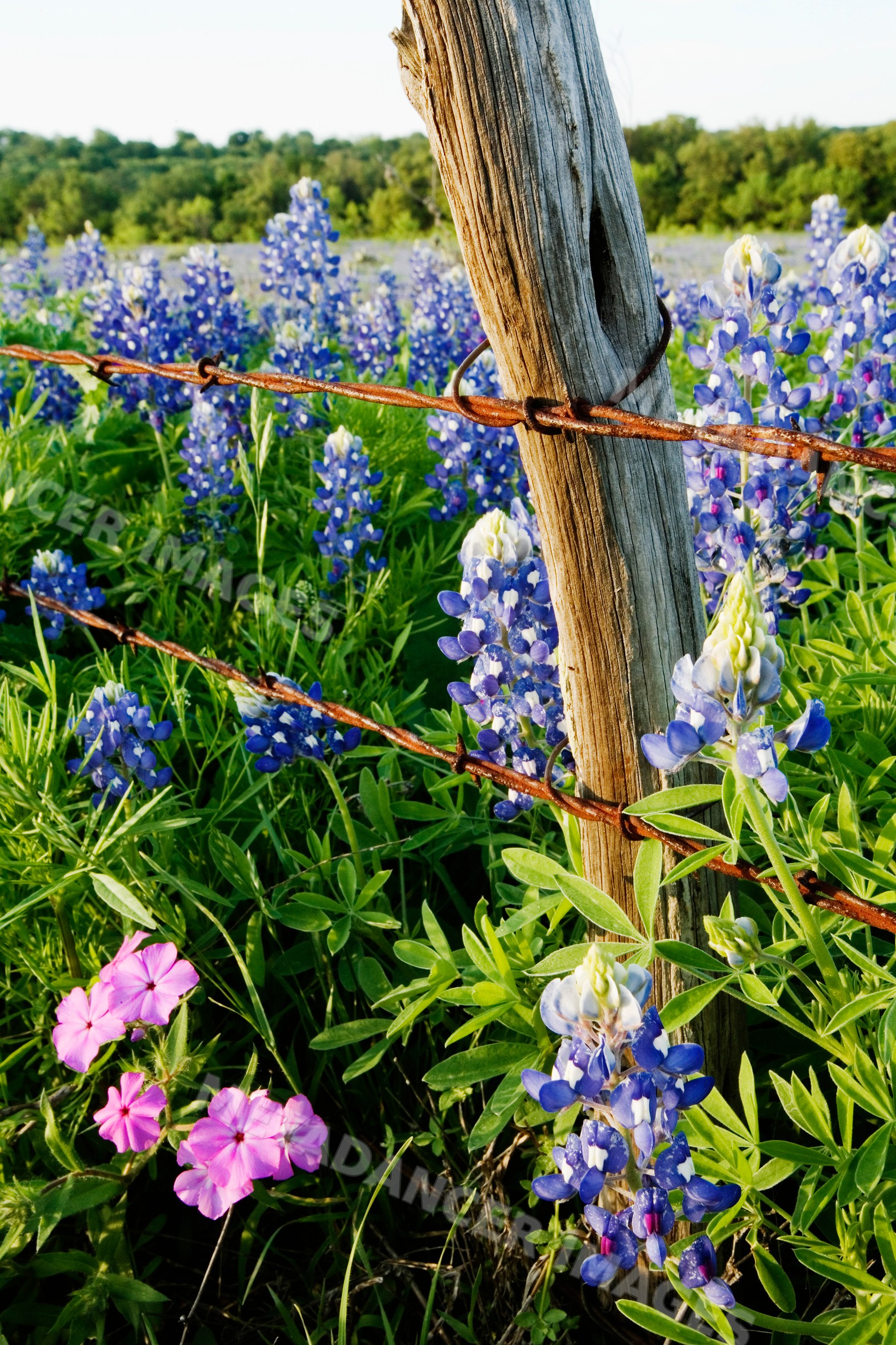Bluebonnets and plox wildflowers near barbed wire fence