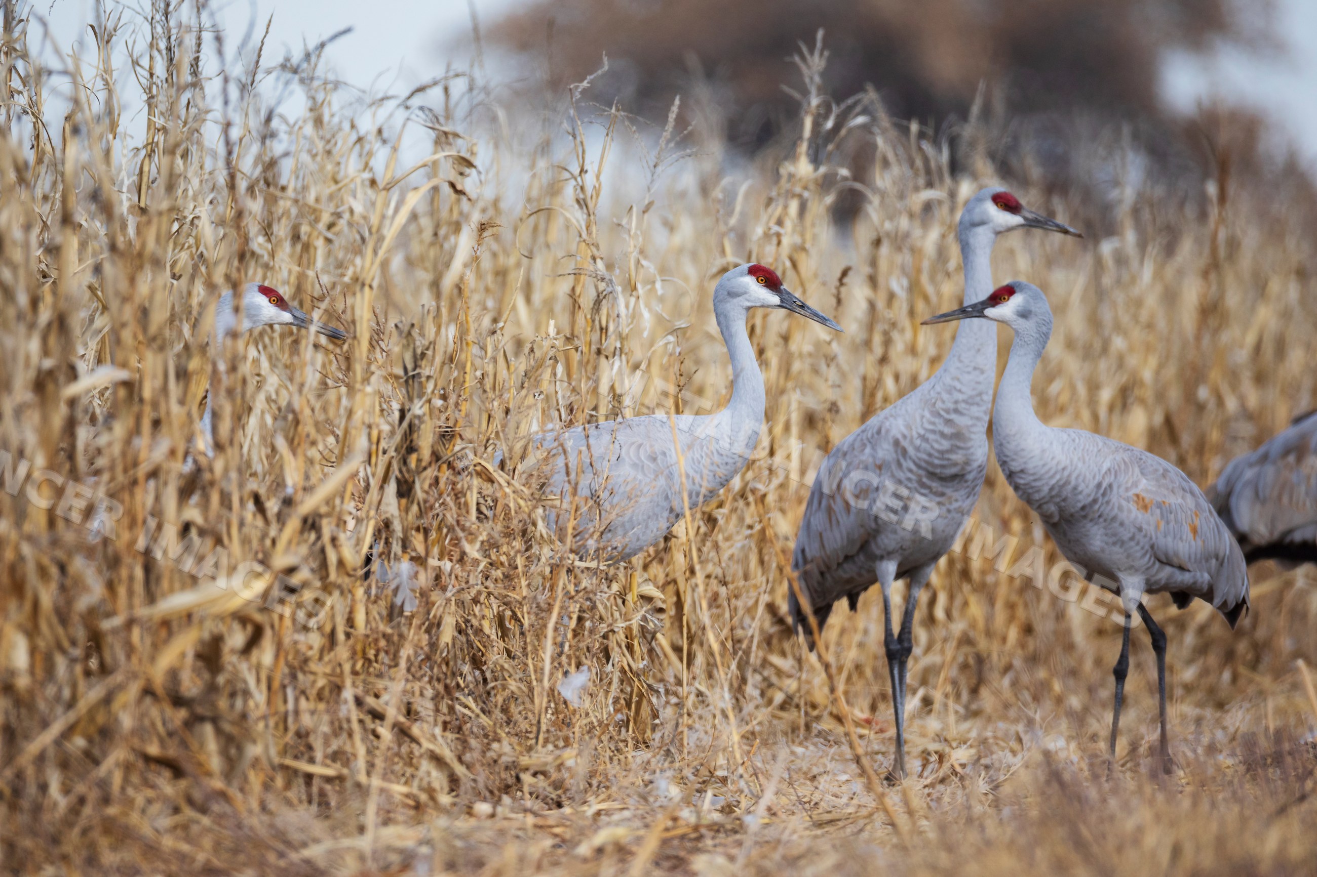 Sandhill cranes emerging from dried corn field