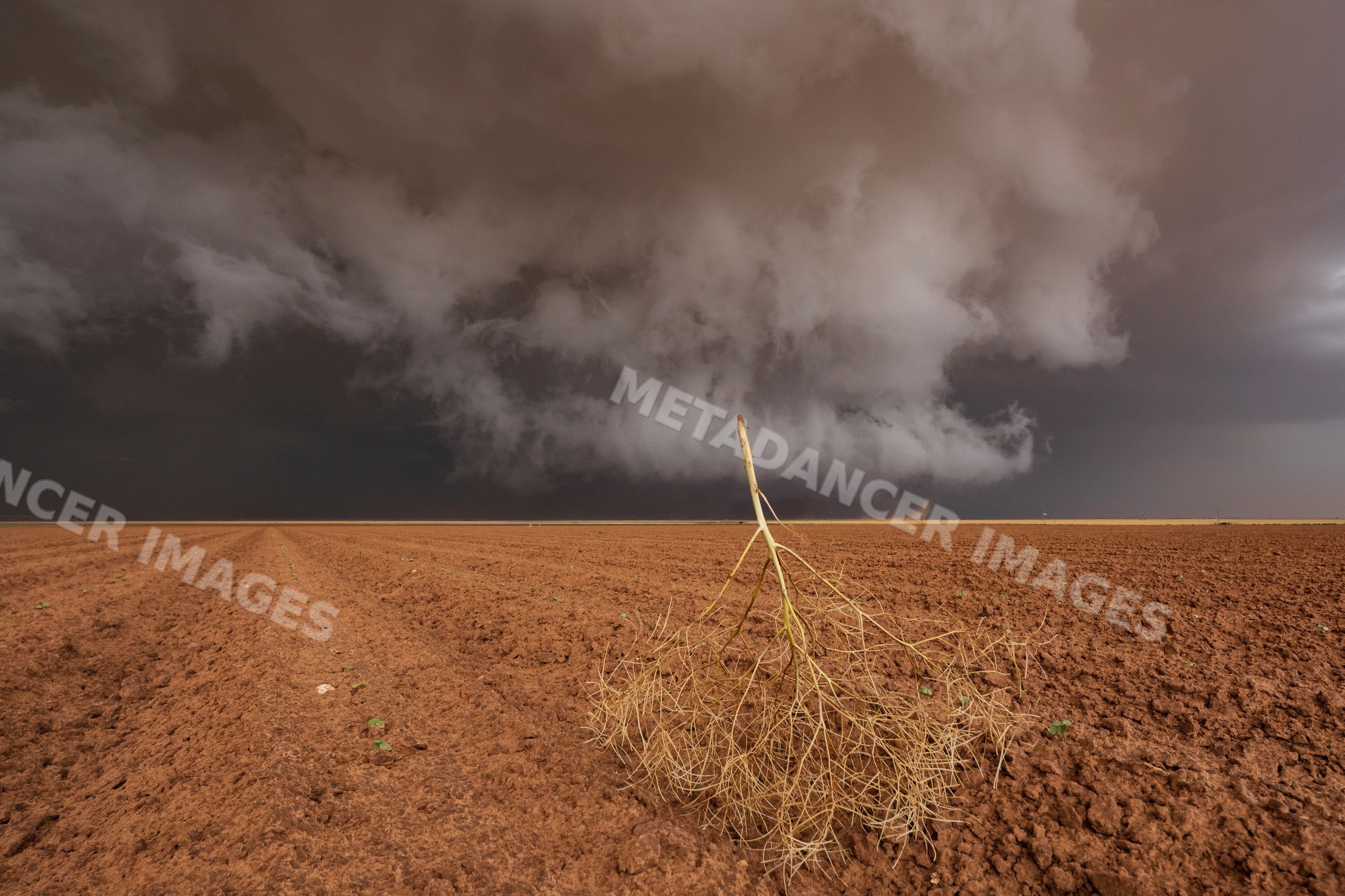 Tumbleweed under dark Mesocyclone storm cloud in texas field