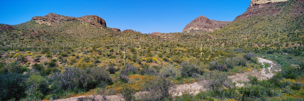 Desert landscape with saguaro cacti and rocky hills on a clear day