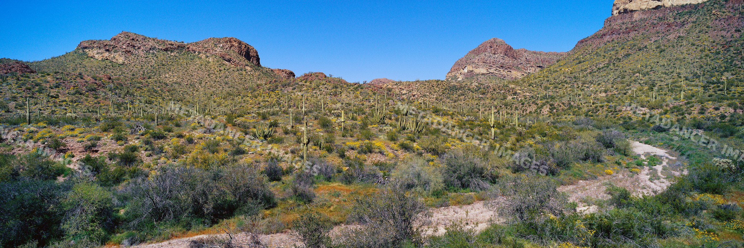 Desert landscape with saguaro cacti and rocky hills on a clear day