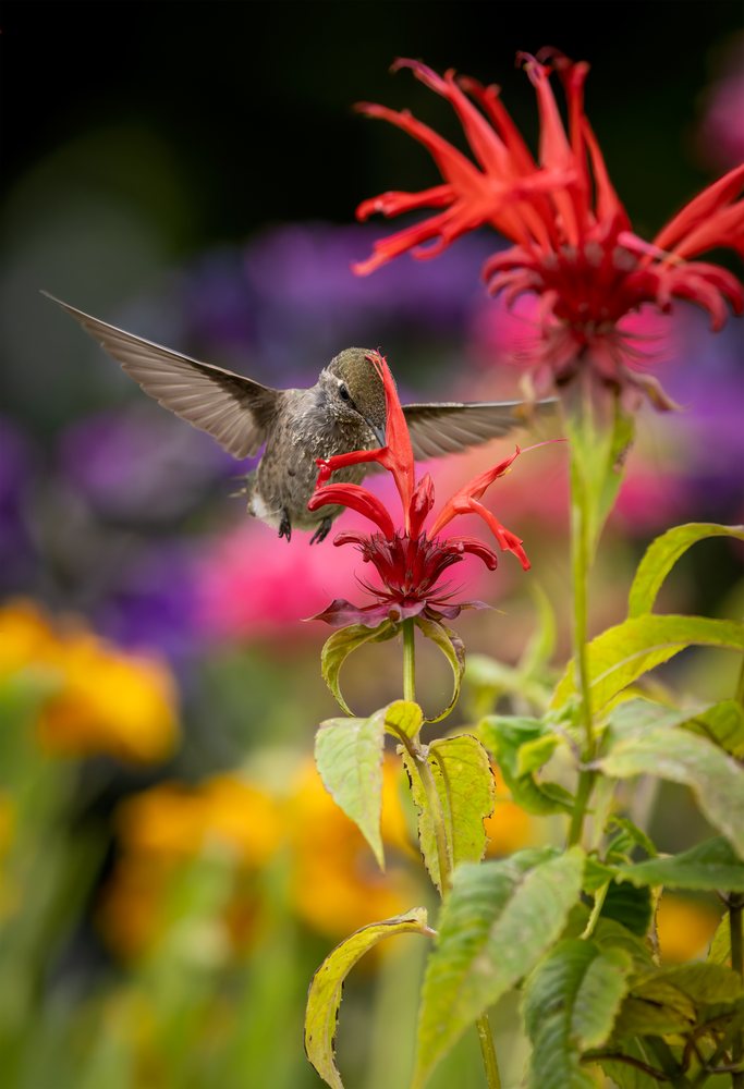 Hummingbird feeding on red bee balm flower in garden