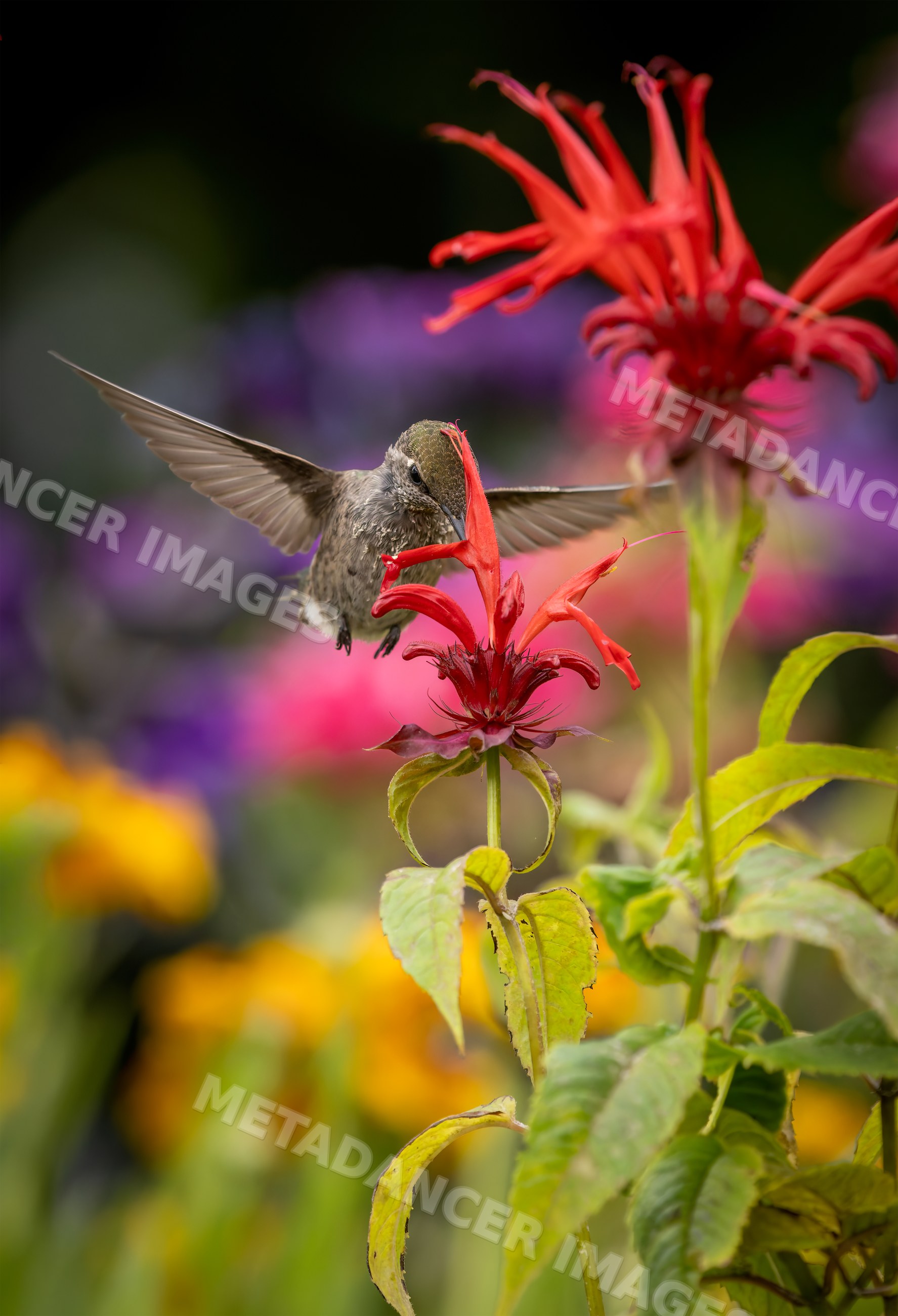Hummingbird feeding on red bee balm flower in garden