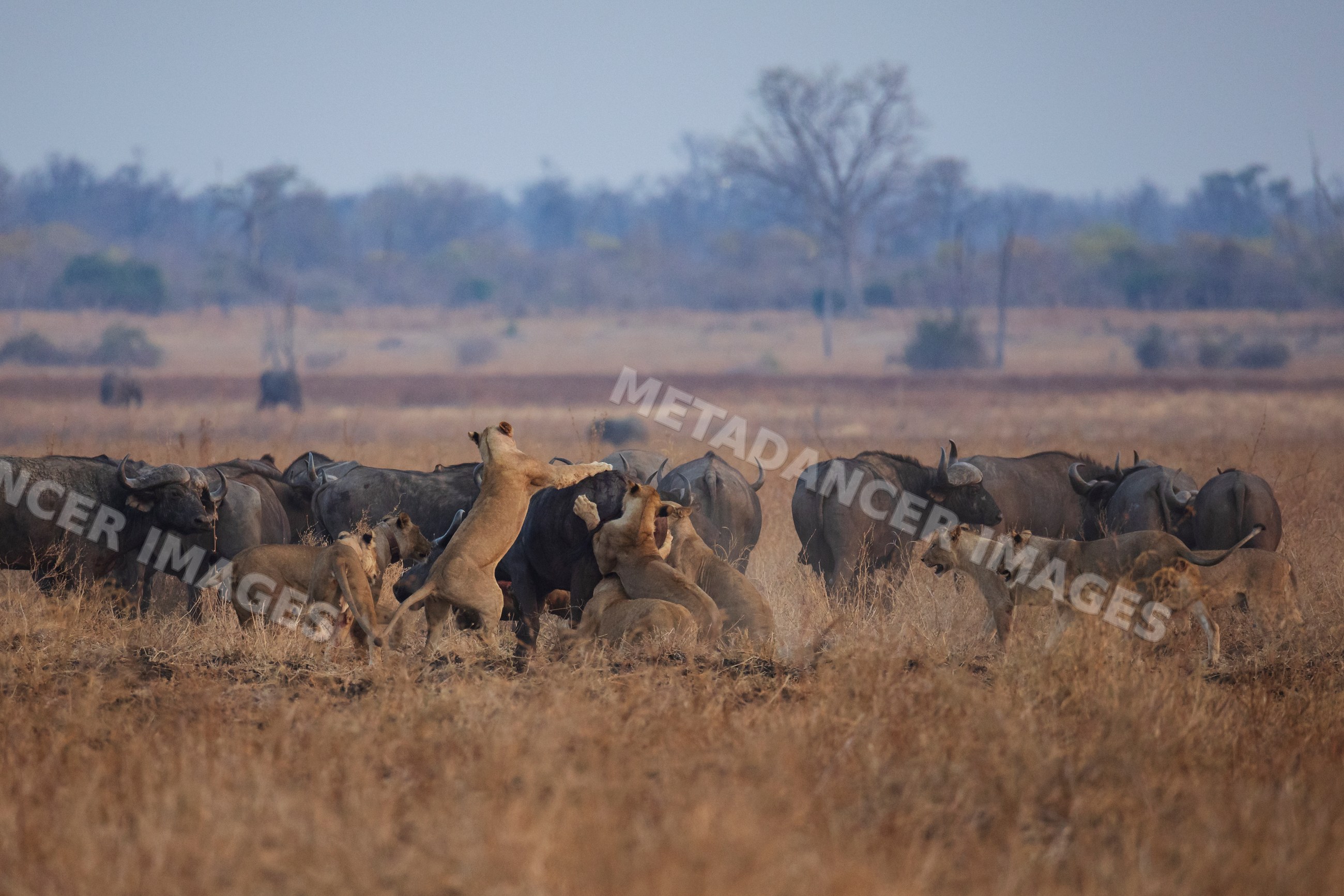 Lions from the Nsefu Pride hunting a Cape Buffalo in a park