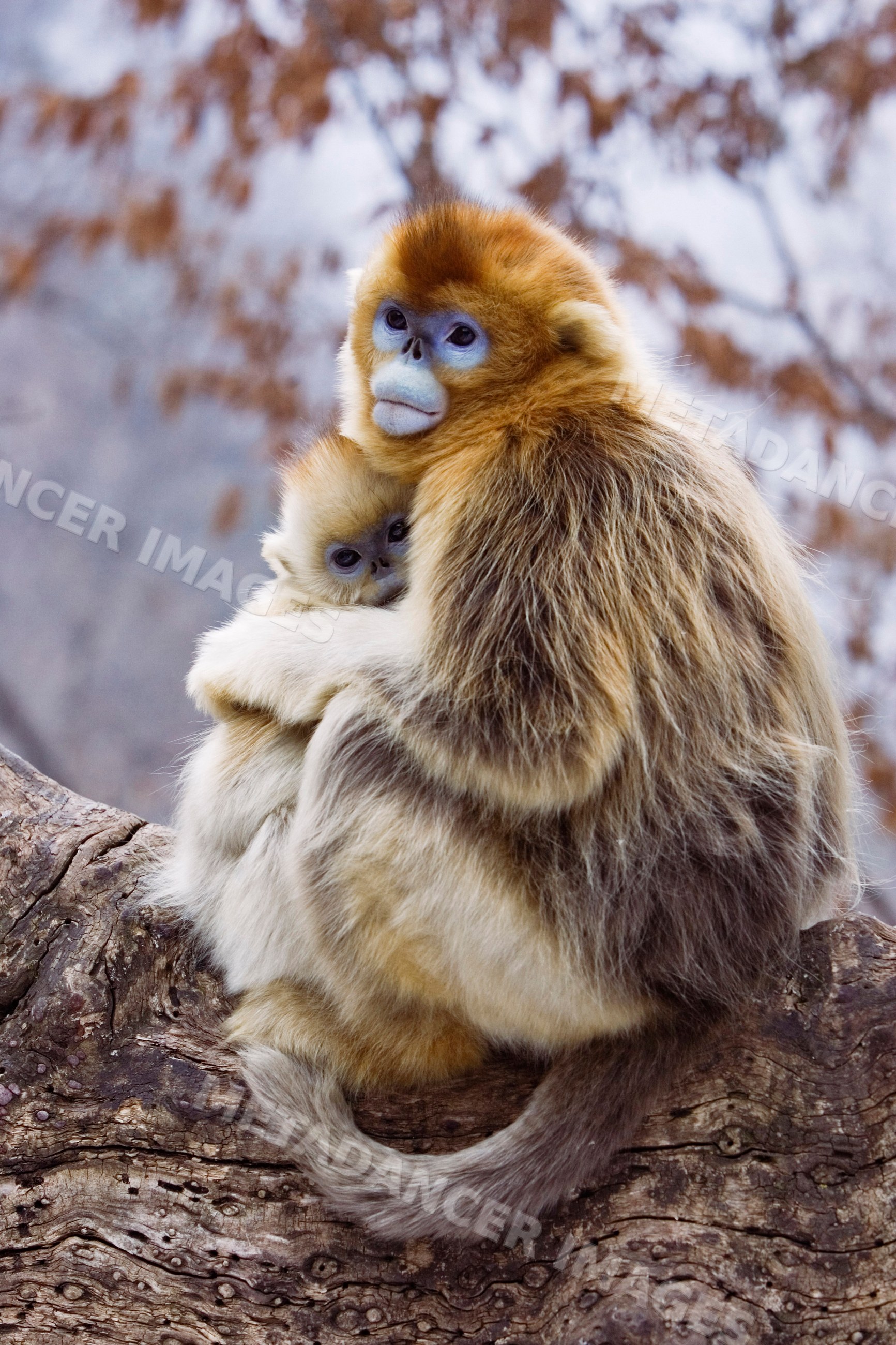 Mother and young golden monkeys embracing on tree branch china