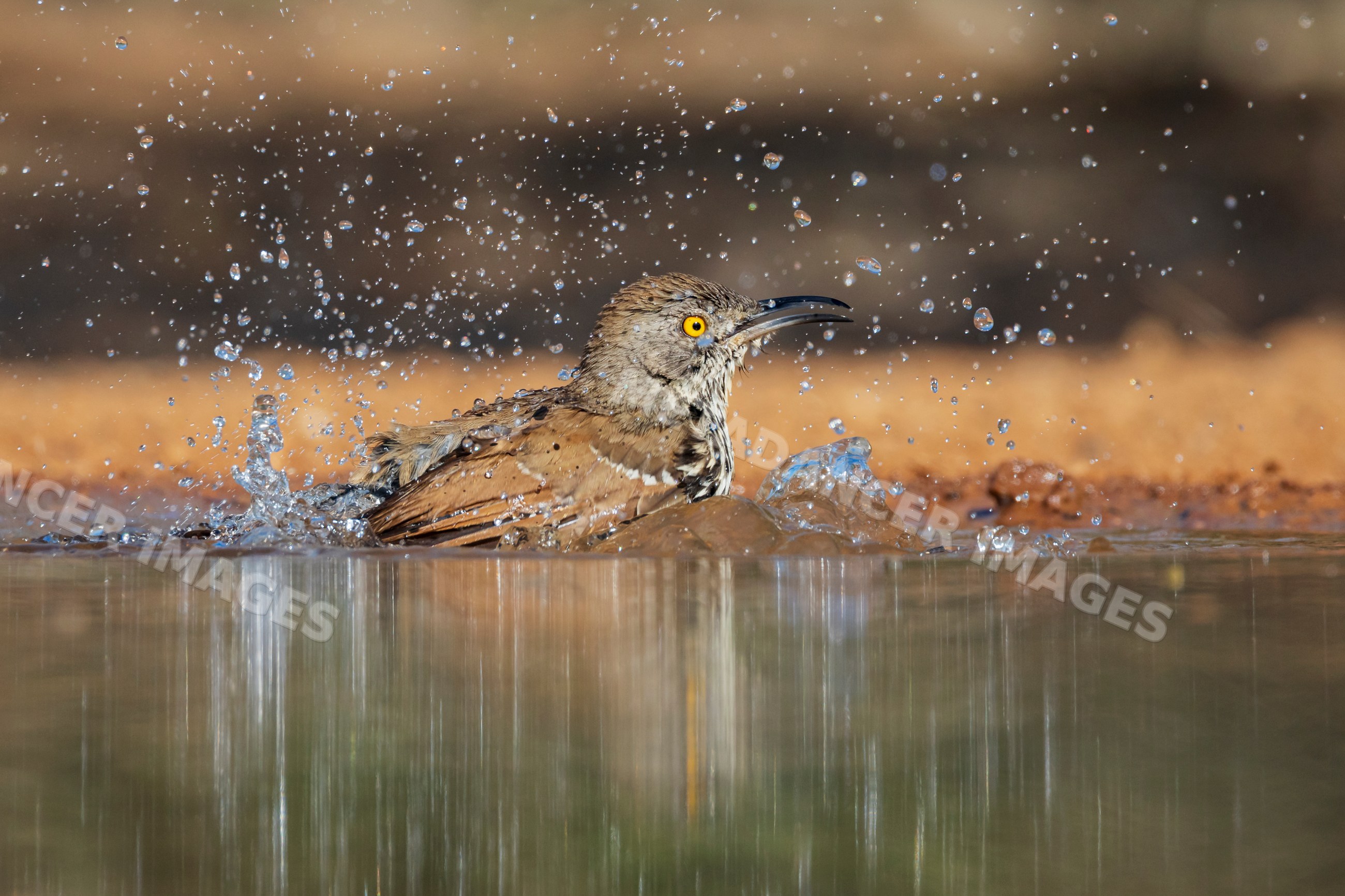 Long-billed Thrasher bathing in water at santa clara ranch
