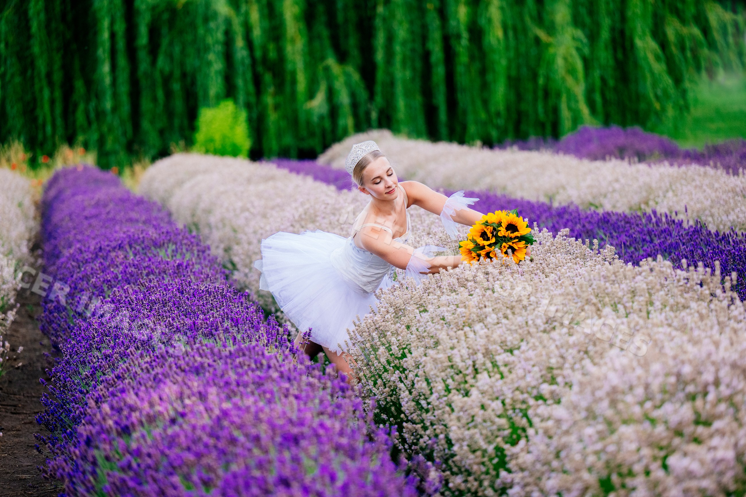 Female ballet white dancer picks sunflowers in colorful flower field