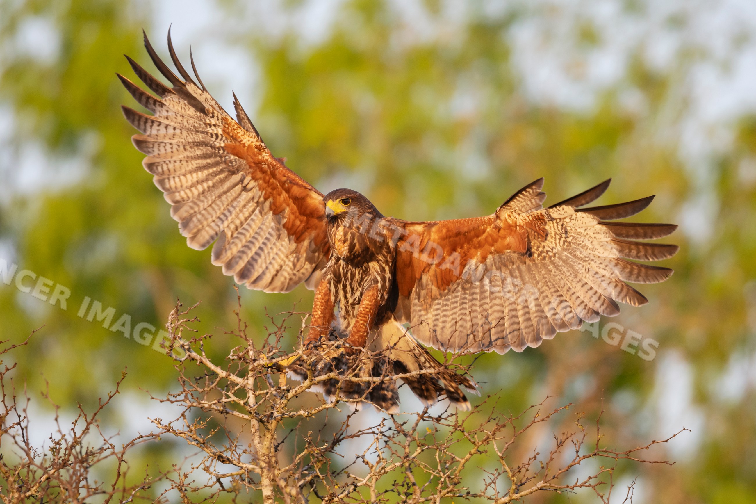 Harris Hawk landing on a tree branch