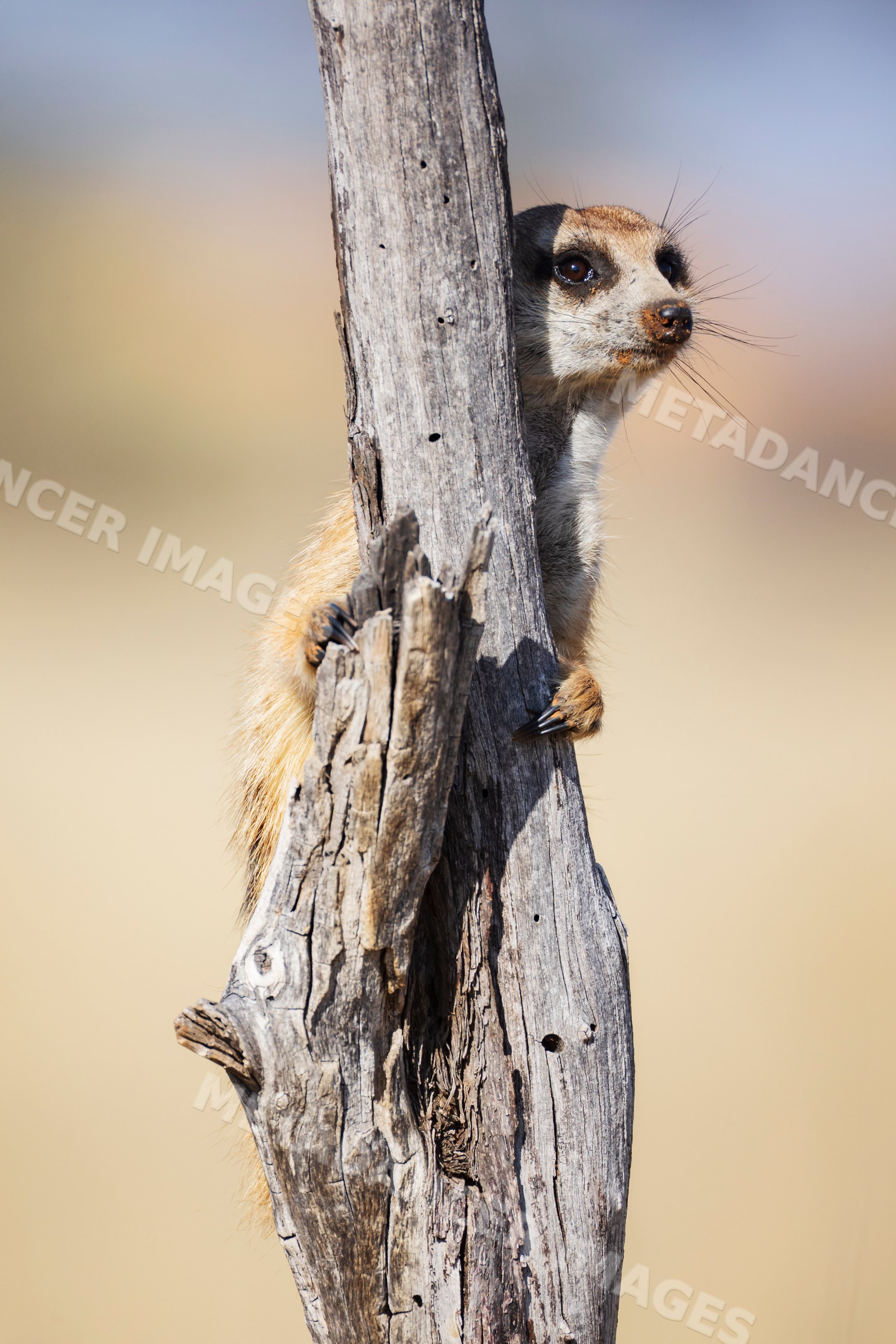 Meerkat Sentry beside dry tree in Kalahari Desert wildlife scene