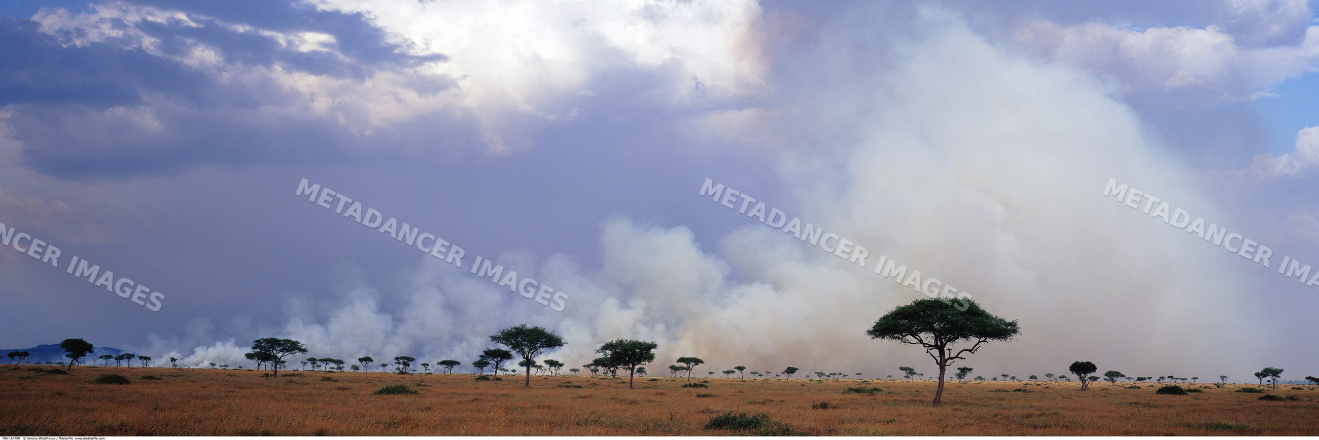 Bush fire with smoke over savanna acacia trees, kenya, africa