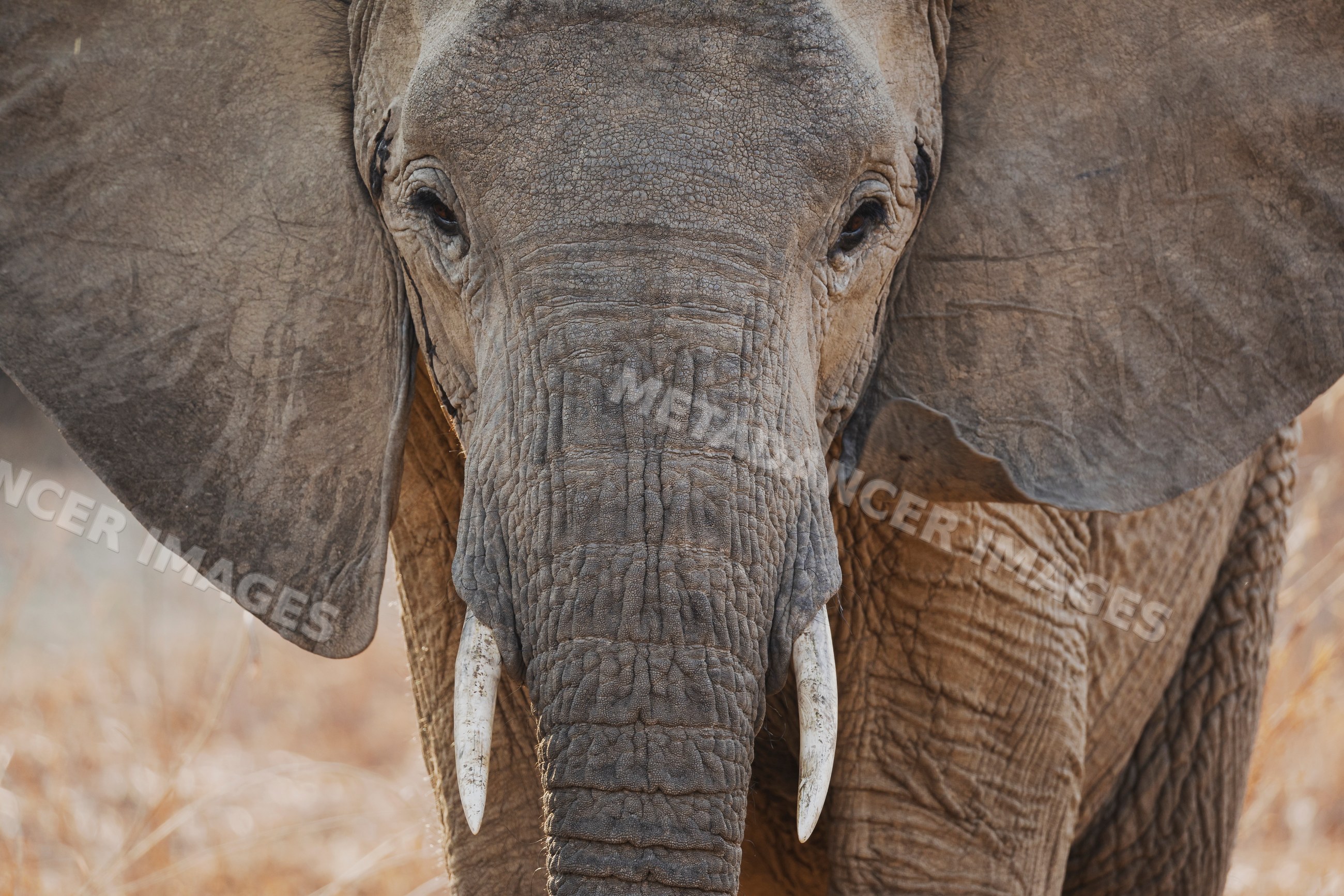 Close-up portrait of an African Elephant in South Luangwa national