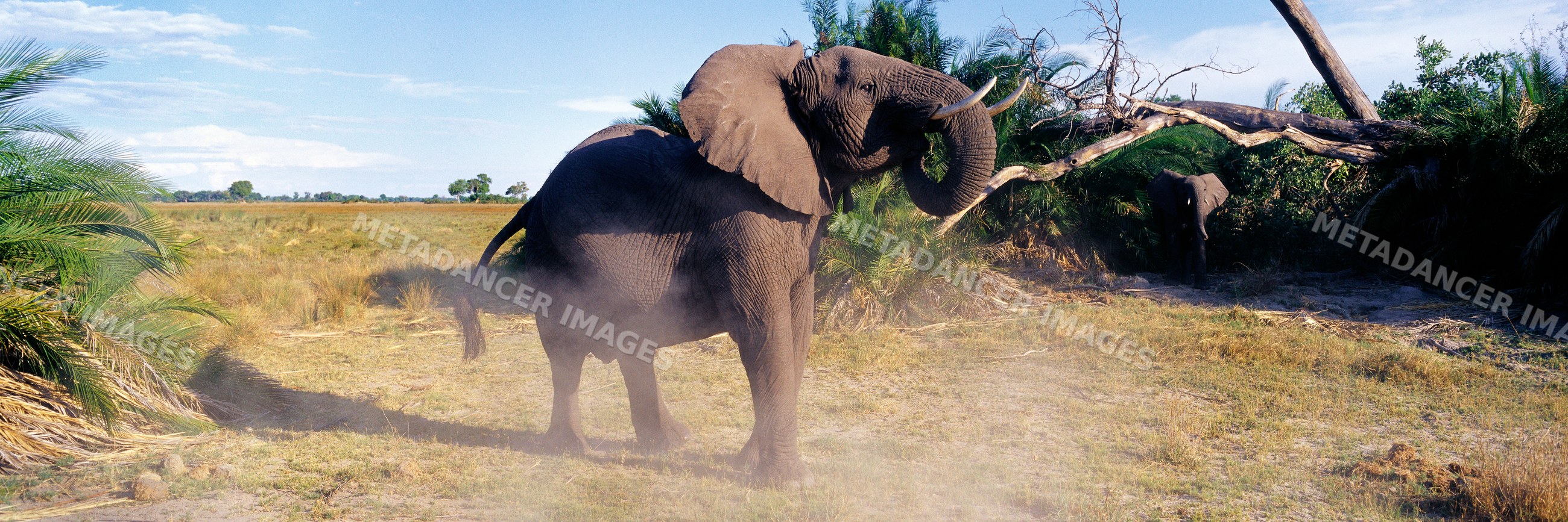 African elephant charging across savanna grassland