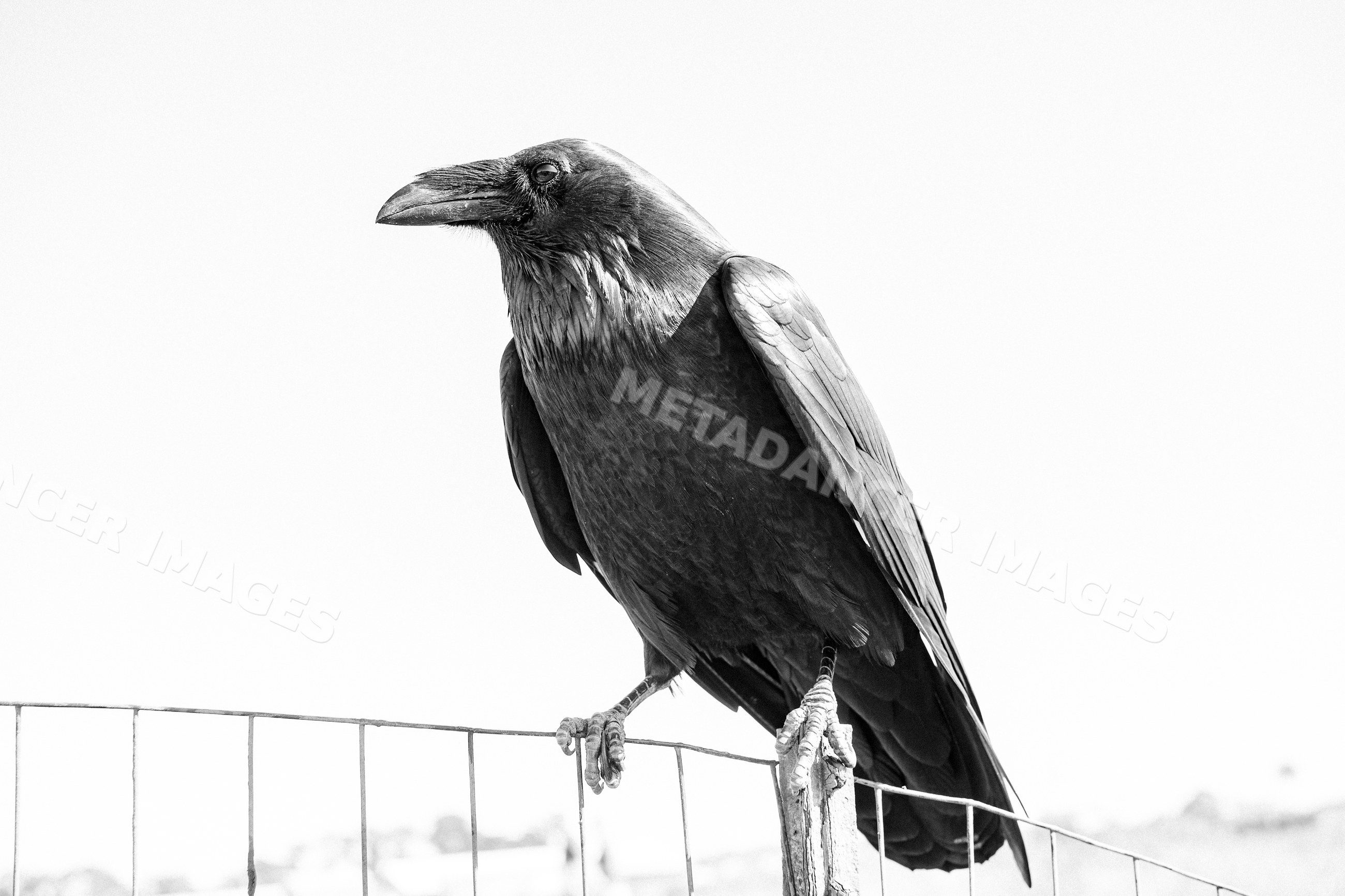 Raven perched on wire fence post in Oregon California