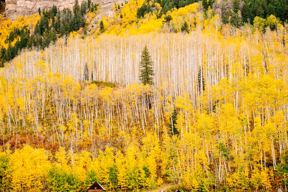 Aspen trees displaying vibrant fall colors on a mountain slope