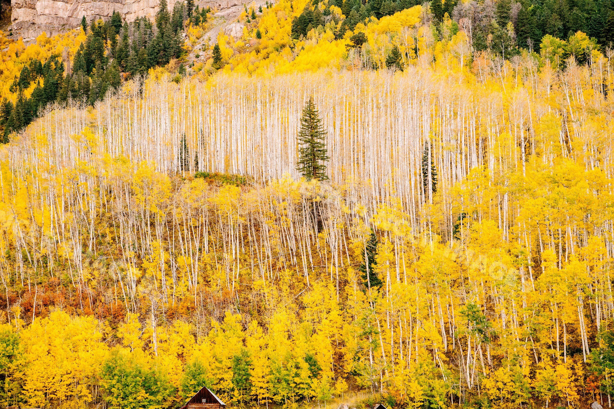 Aspen trees displaying vibrant fall colors on a mountain slope