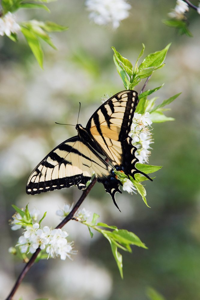 Tiger swallowtail butterfly perched on flowering branch