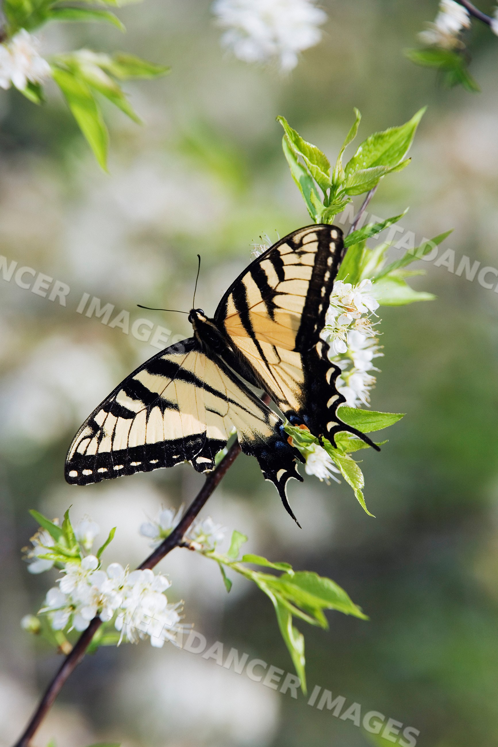 Tiger swallowtail butterfly perched on flowering branch