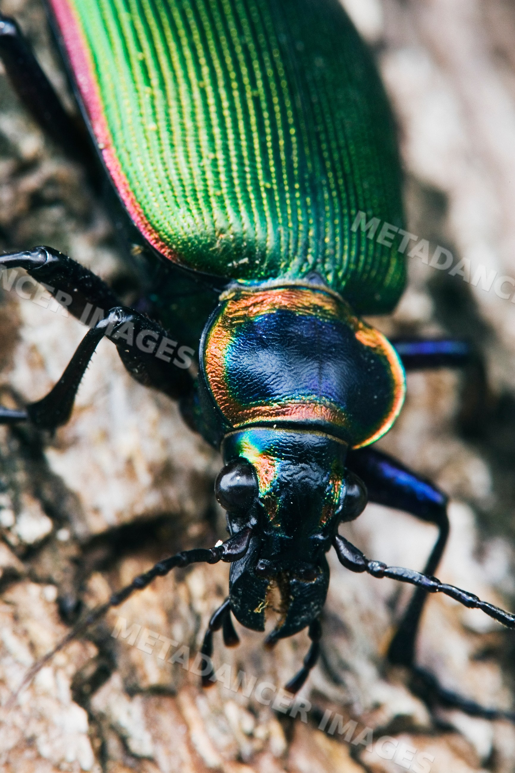 Close-up macro of iridescent green beetle outdoors
