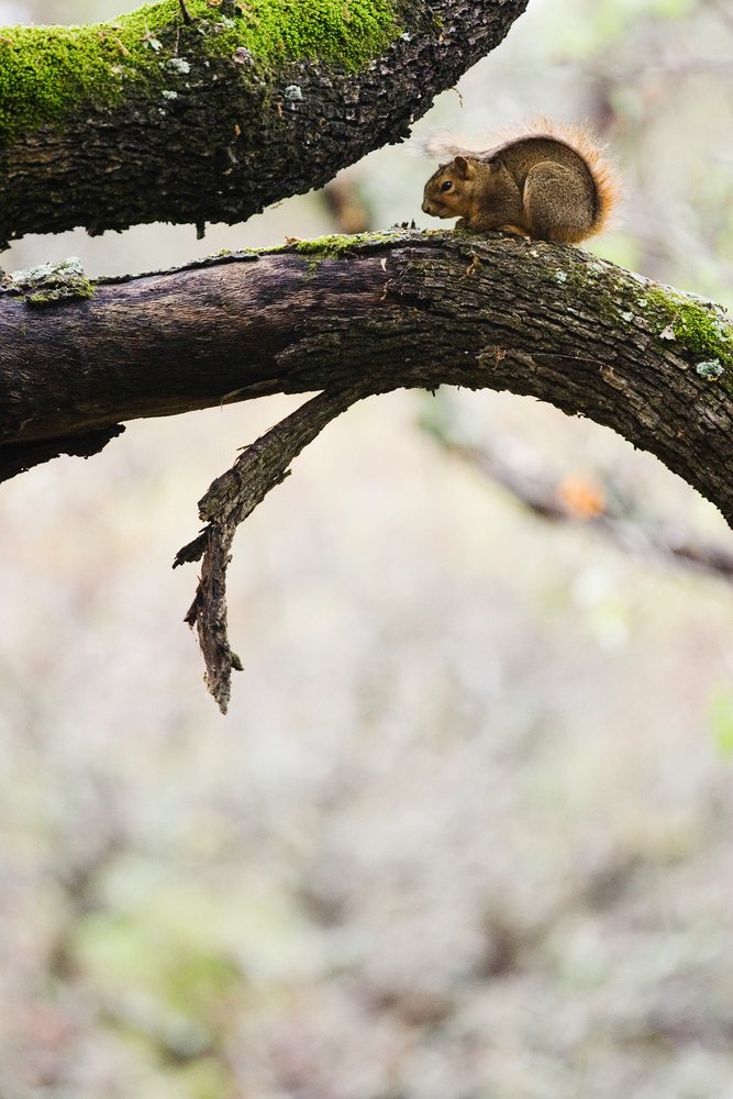 Squirrel on mossy tree branch in woodland setting in Texas