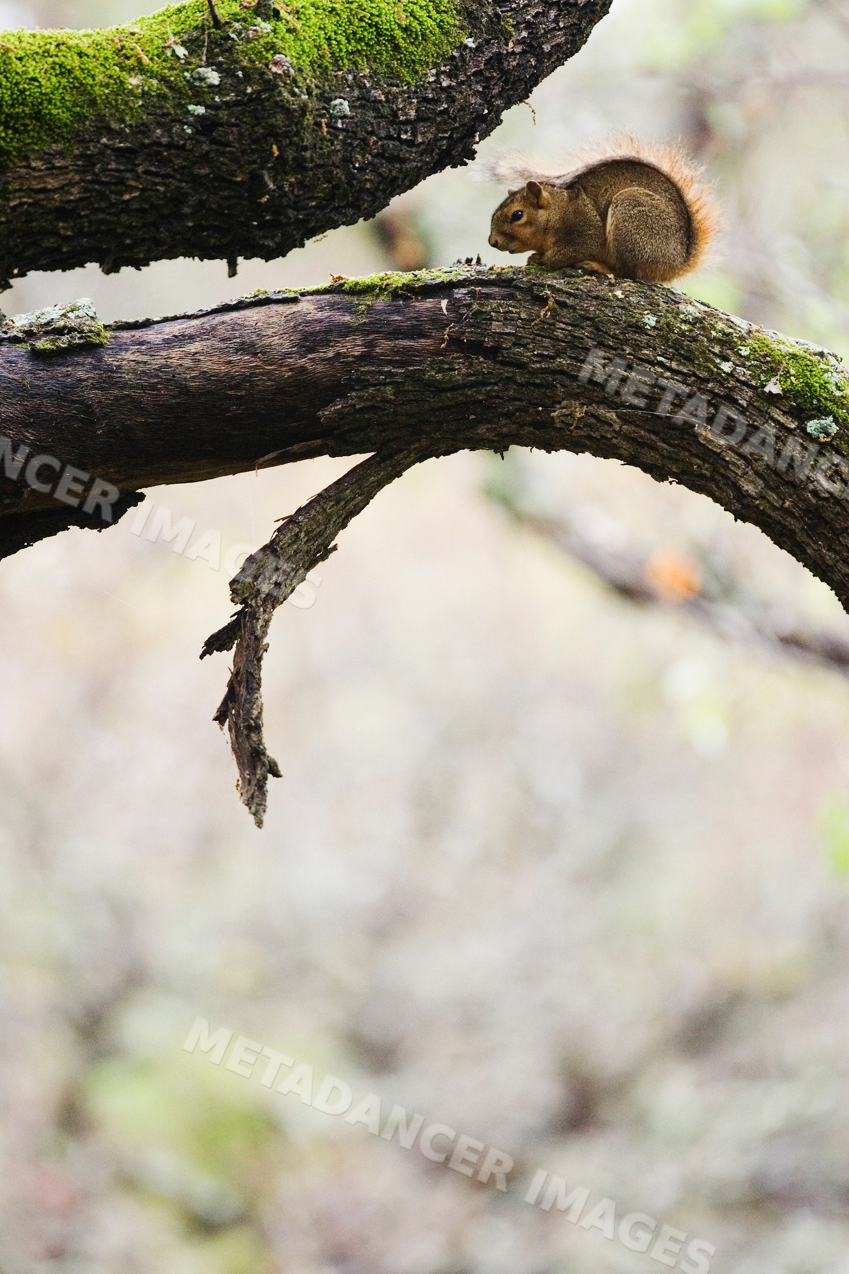 Squirrel on mossy tree branch in woodland setting in Texas