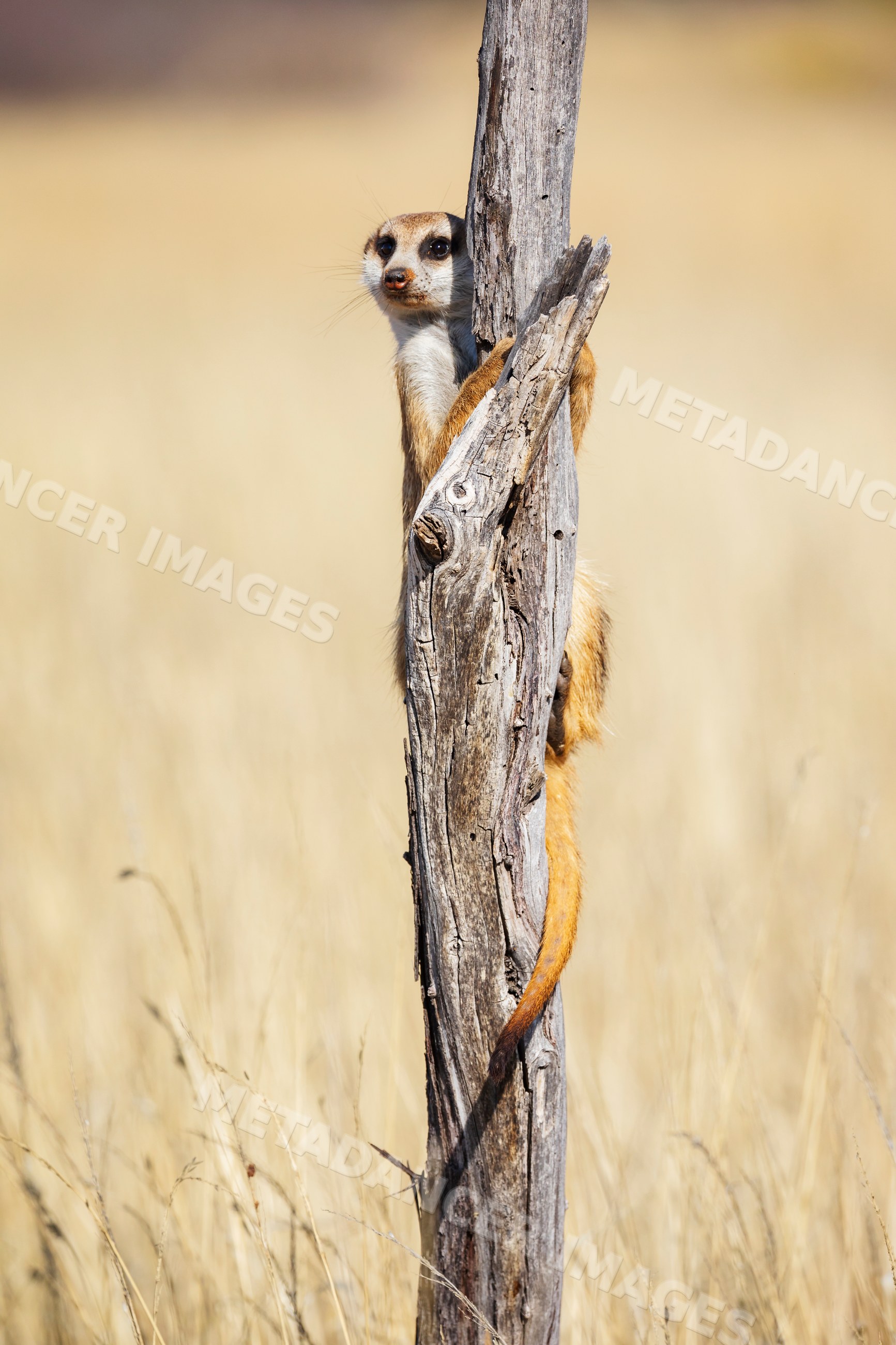 Meerkat standing alert on wooden post