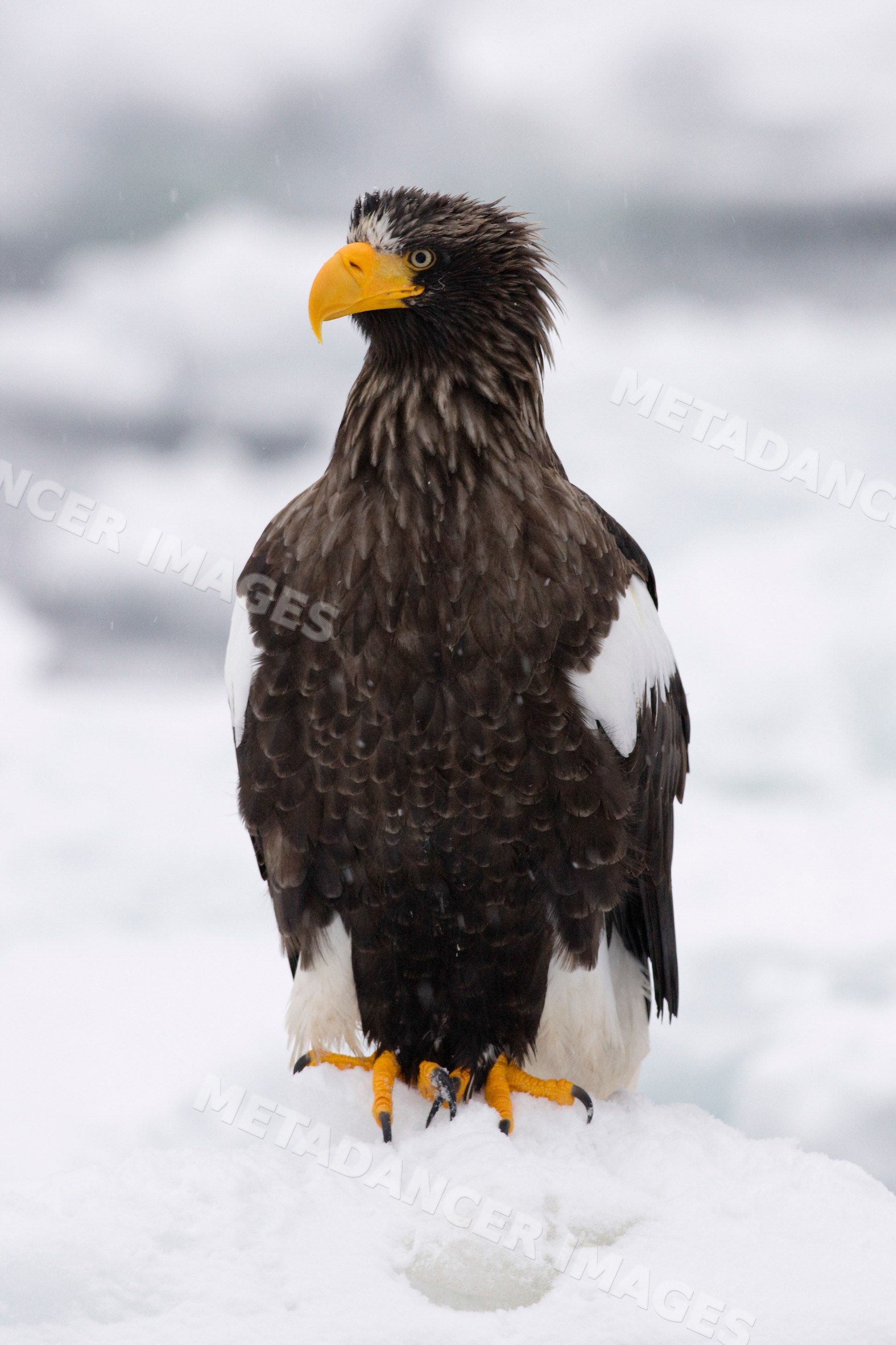 Steller's sea eagle perched on snow, japan