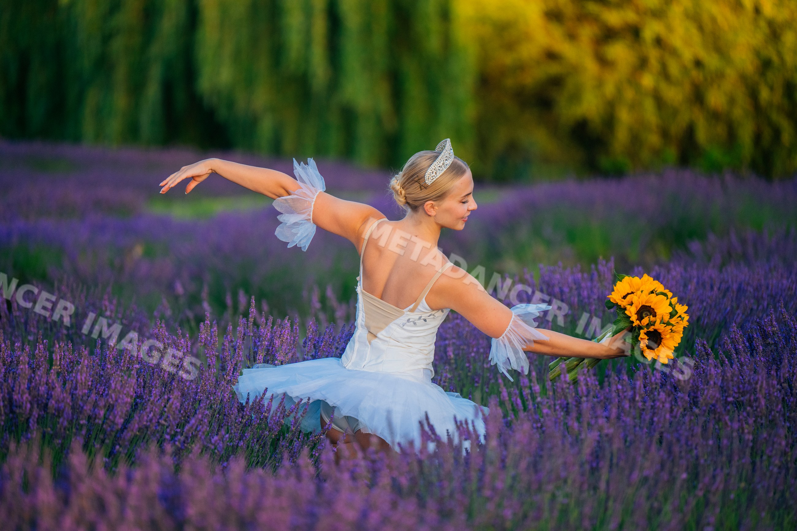 A ballerina dances gracefully in a lavender field holding sunflowers