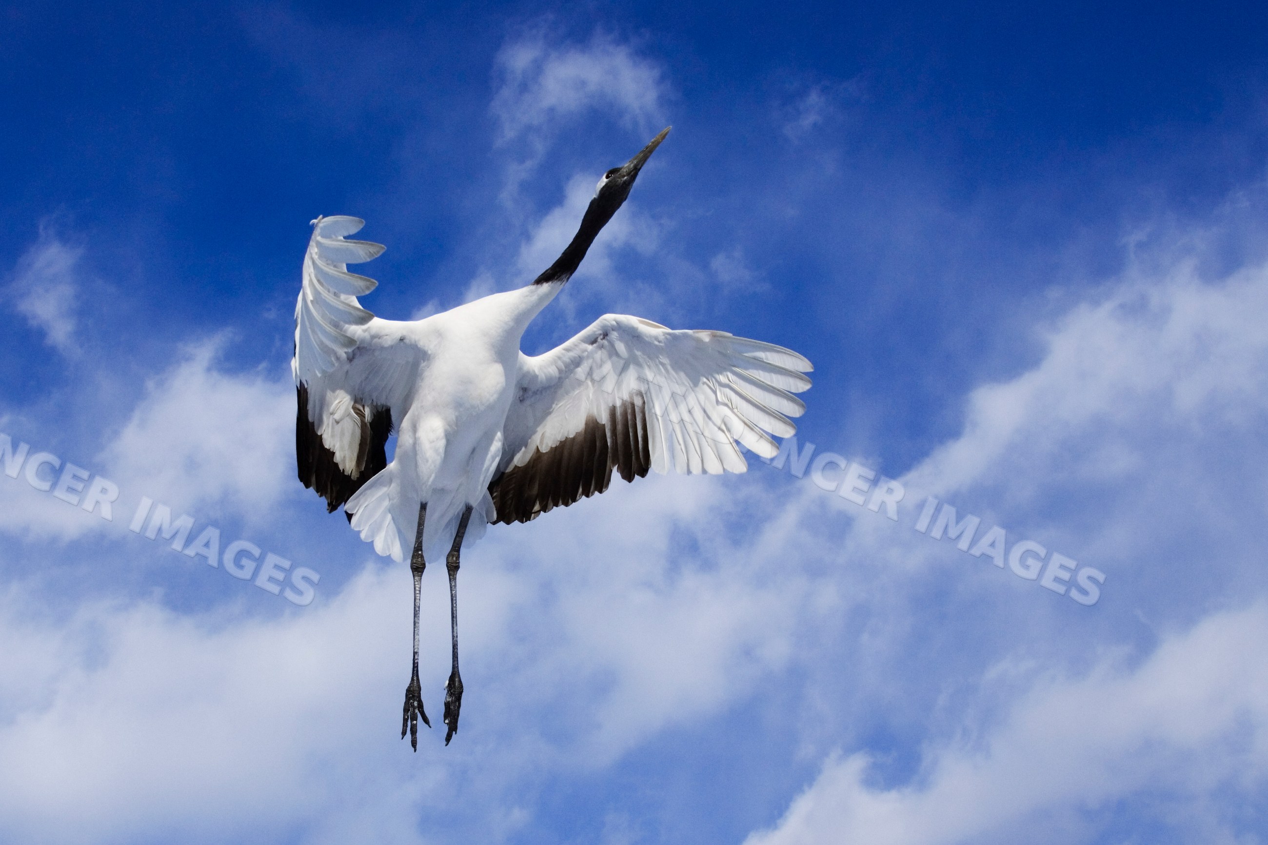 Red crowned crane flying with wings spread, japan