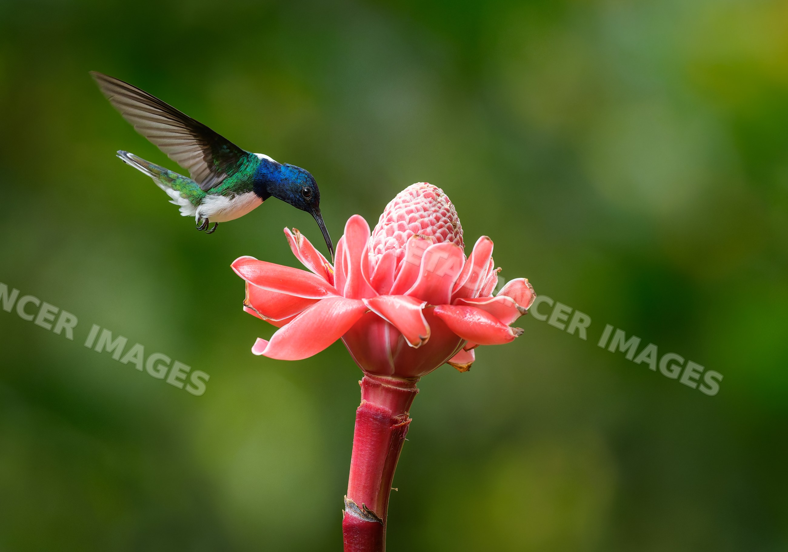 Hummingbird feeding on tropical pink flower in nature