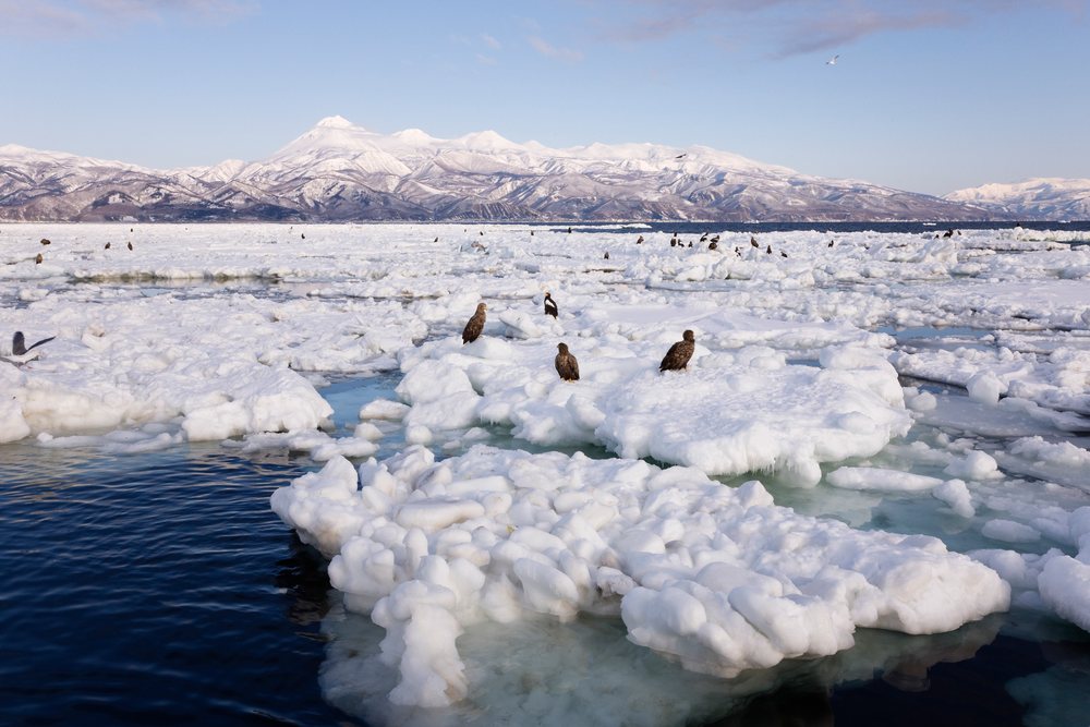 Steller's sea eagles and white-tailed eagles on ice floe