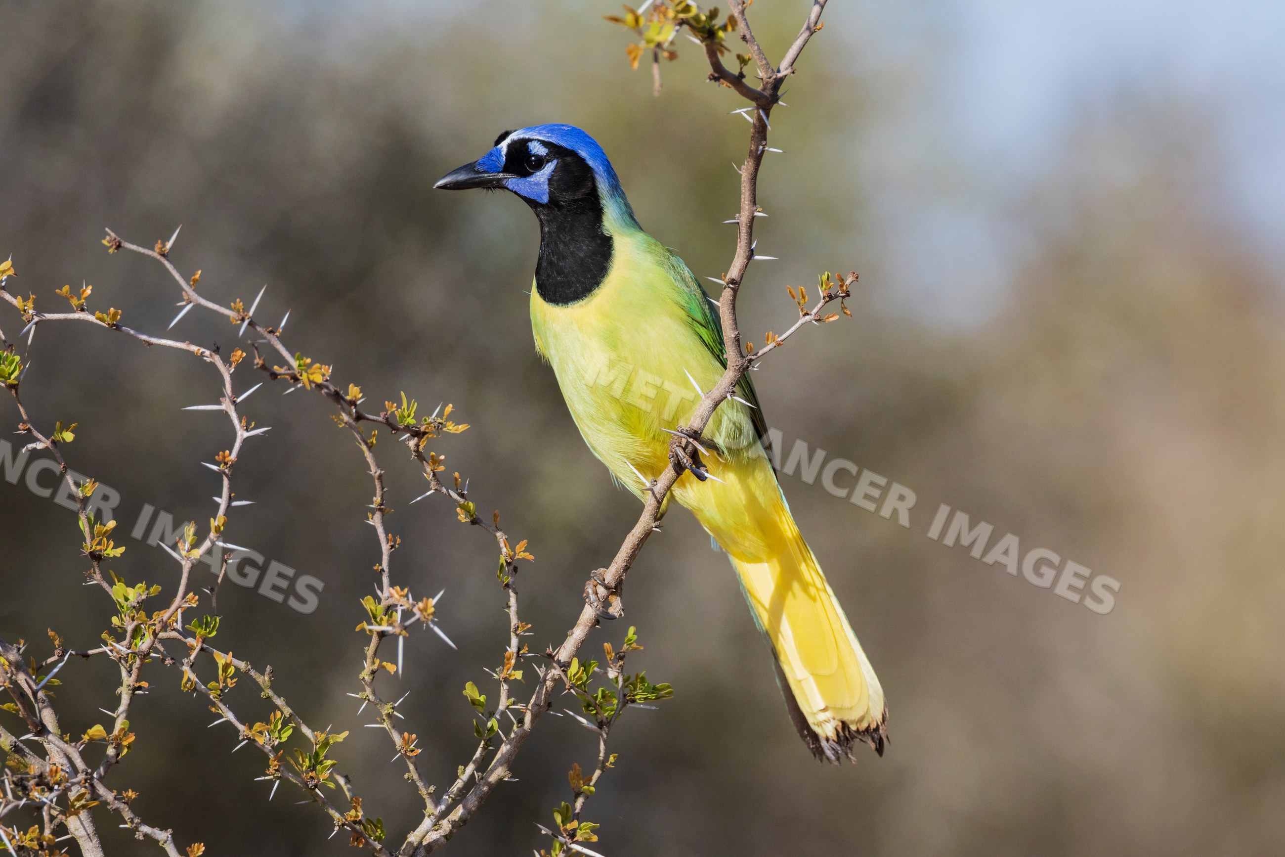 Green Jay perching on a thorny branch in South Texas wildlife habitat