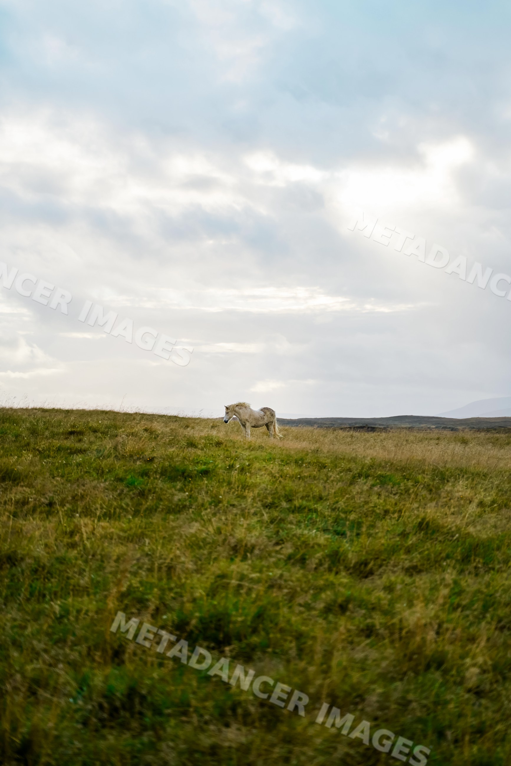 A white horse grazing in a grassy field under cloudy sky