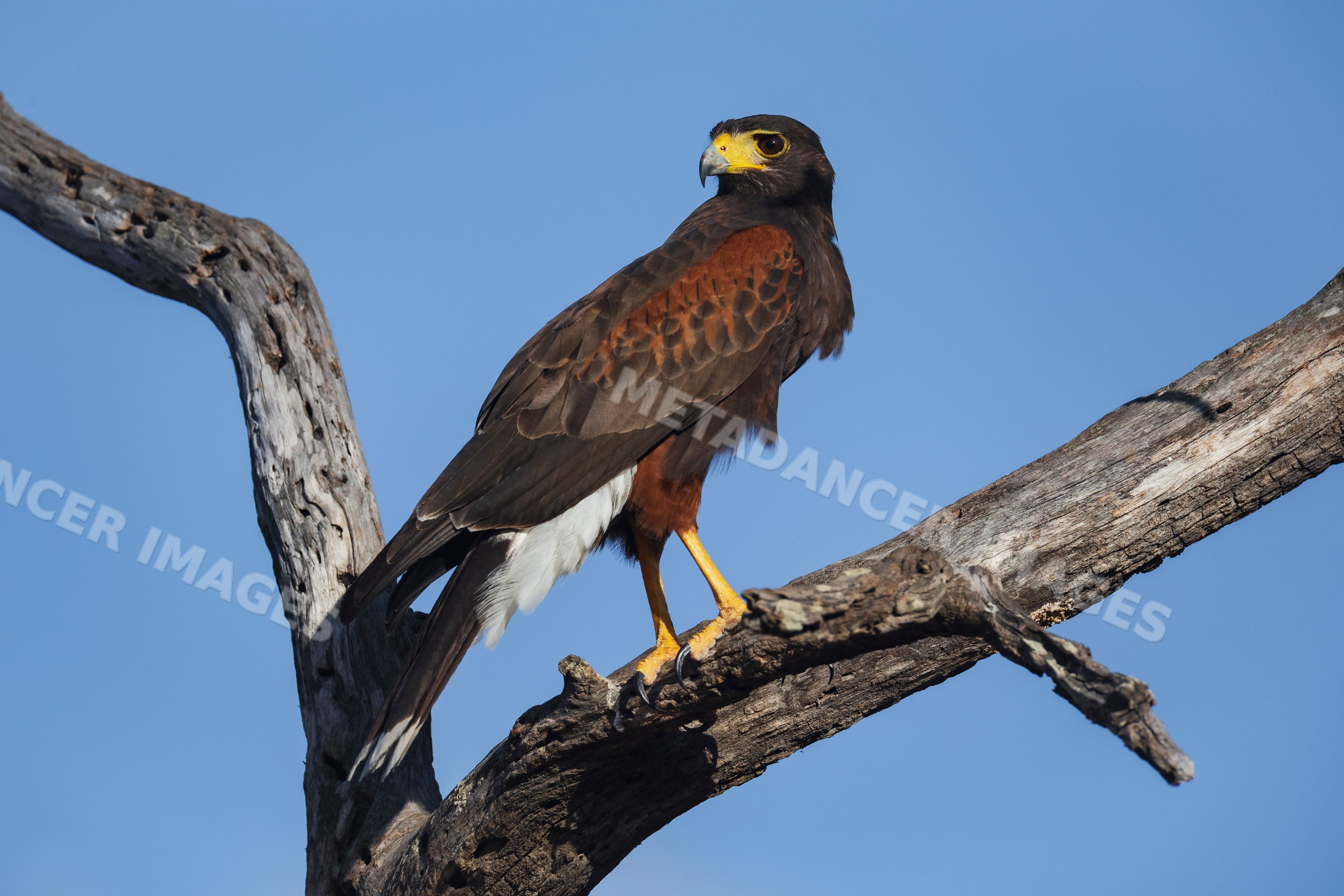 Hawk perched in a dead tree at santa clara ranch, Texas