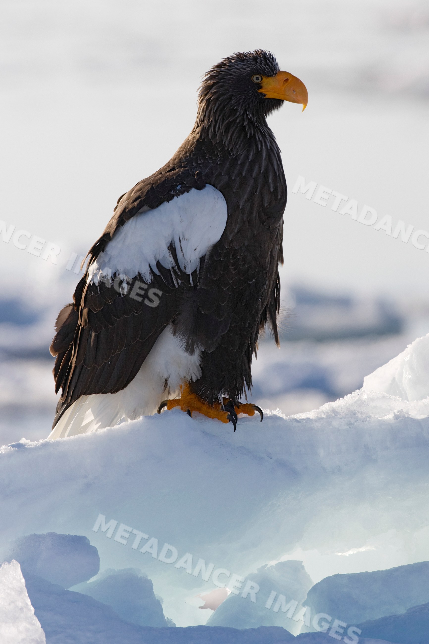 Steller's sea eagle perched on ice floe, hokkaido, japan