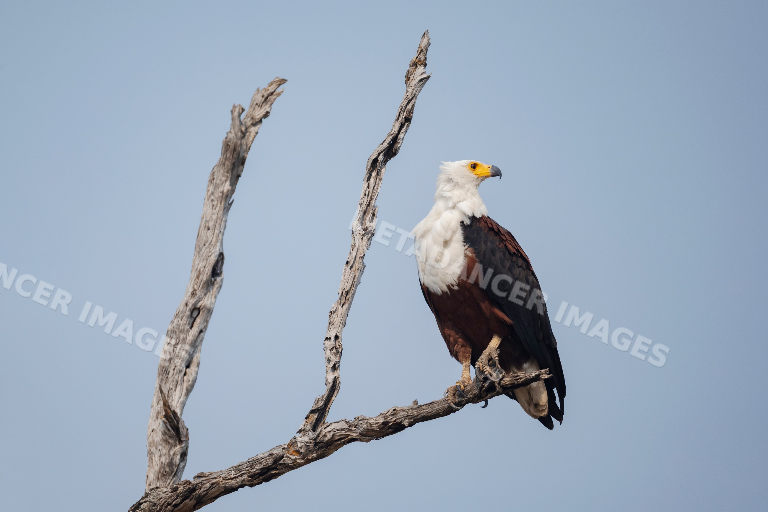 African Fish Eagle perched on tree branch in a park