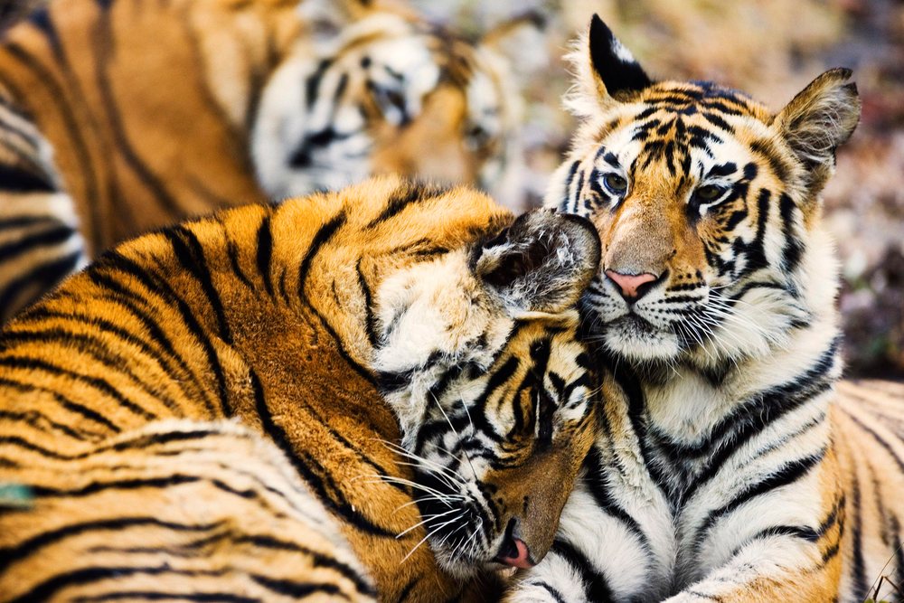 Group of tigers resting closely in natural habitat