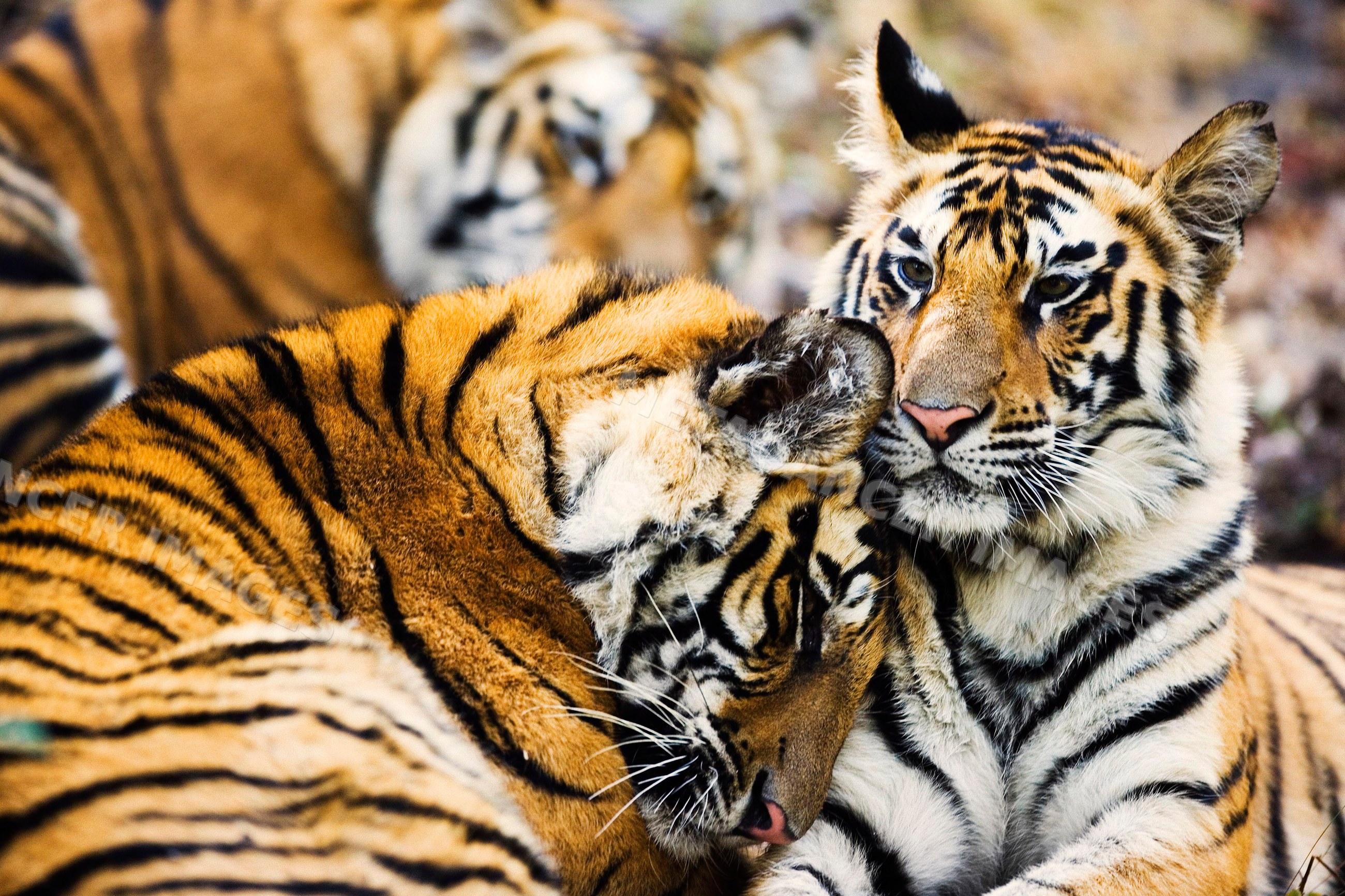 Group of tigers resting closely in natural habitat
