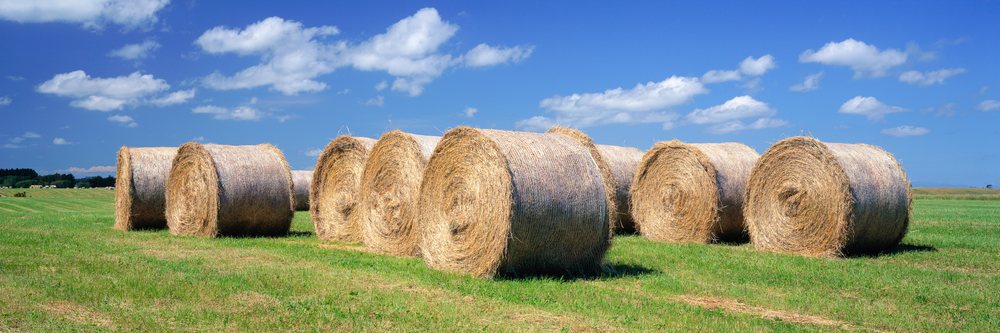 Hay bales in a rural field under blue sky