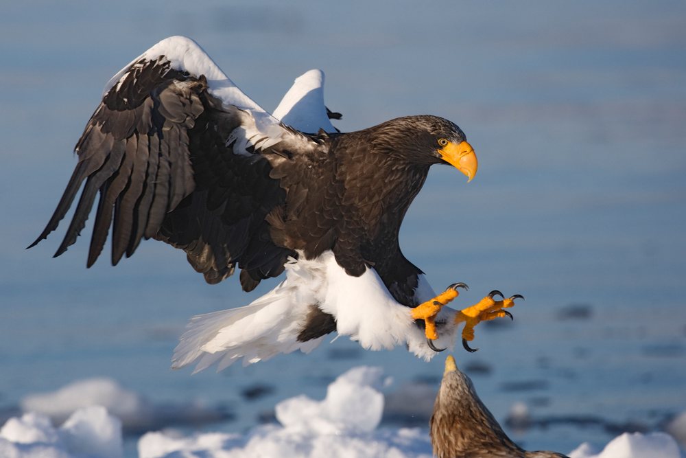Steller's sea eagle flying over nemuro channel japan