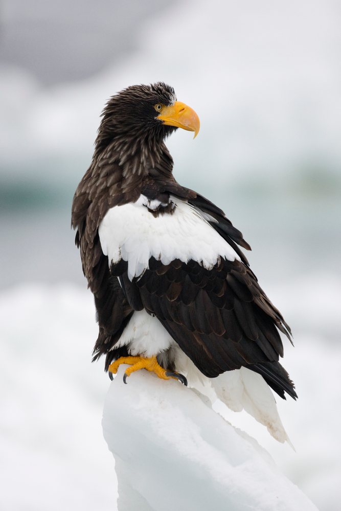 Steller's sea eagle perched on ice japan