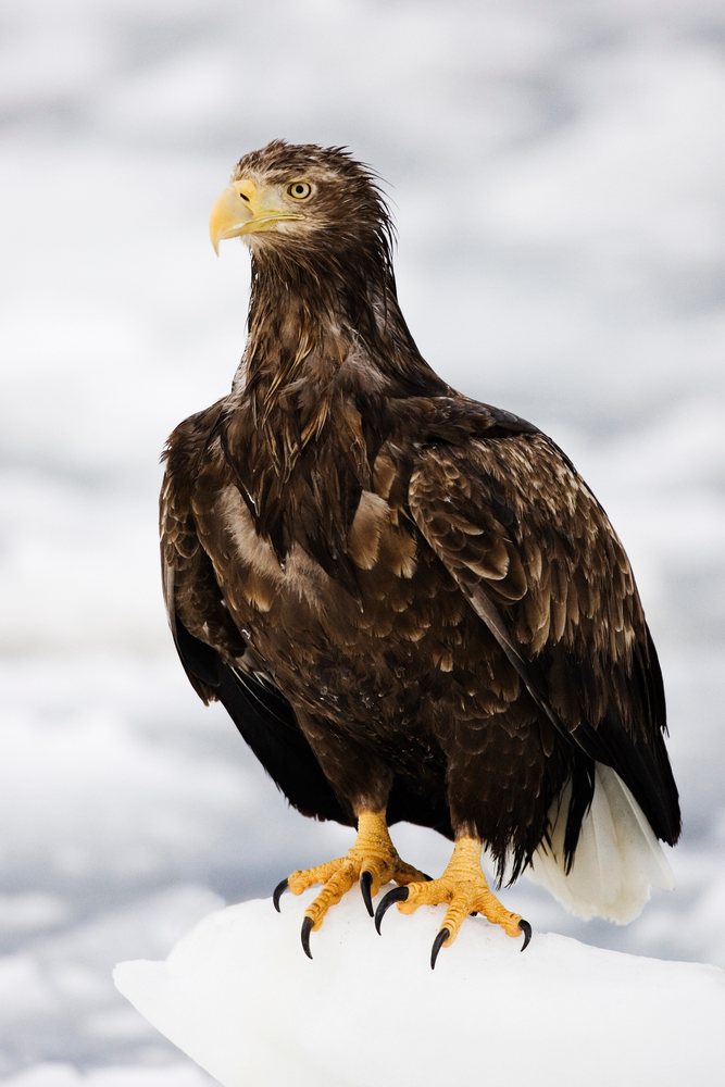White-tailed eagle perched on ice floe Japan winter