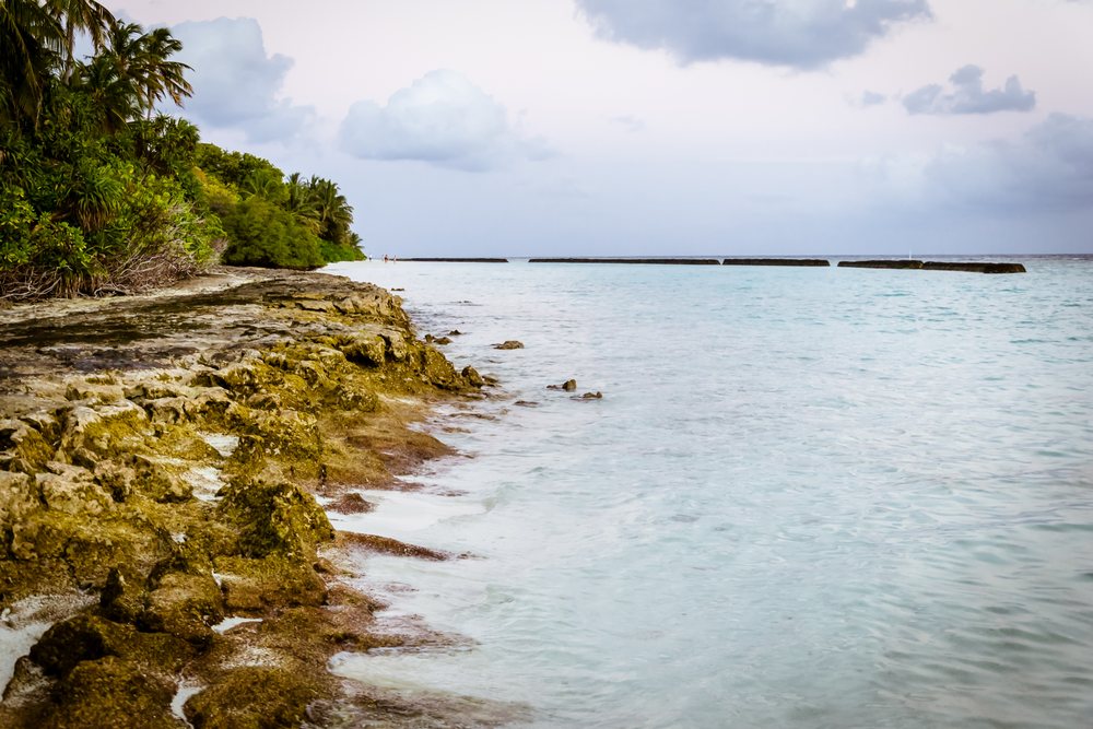 Rocky tropical shoreline with palm trees and calm ocean